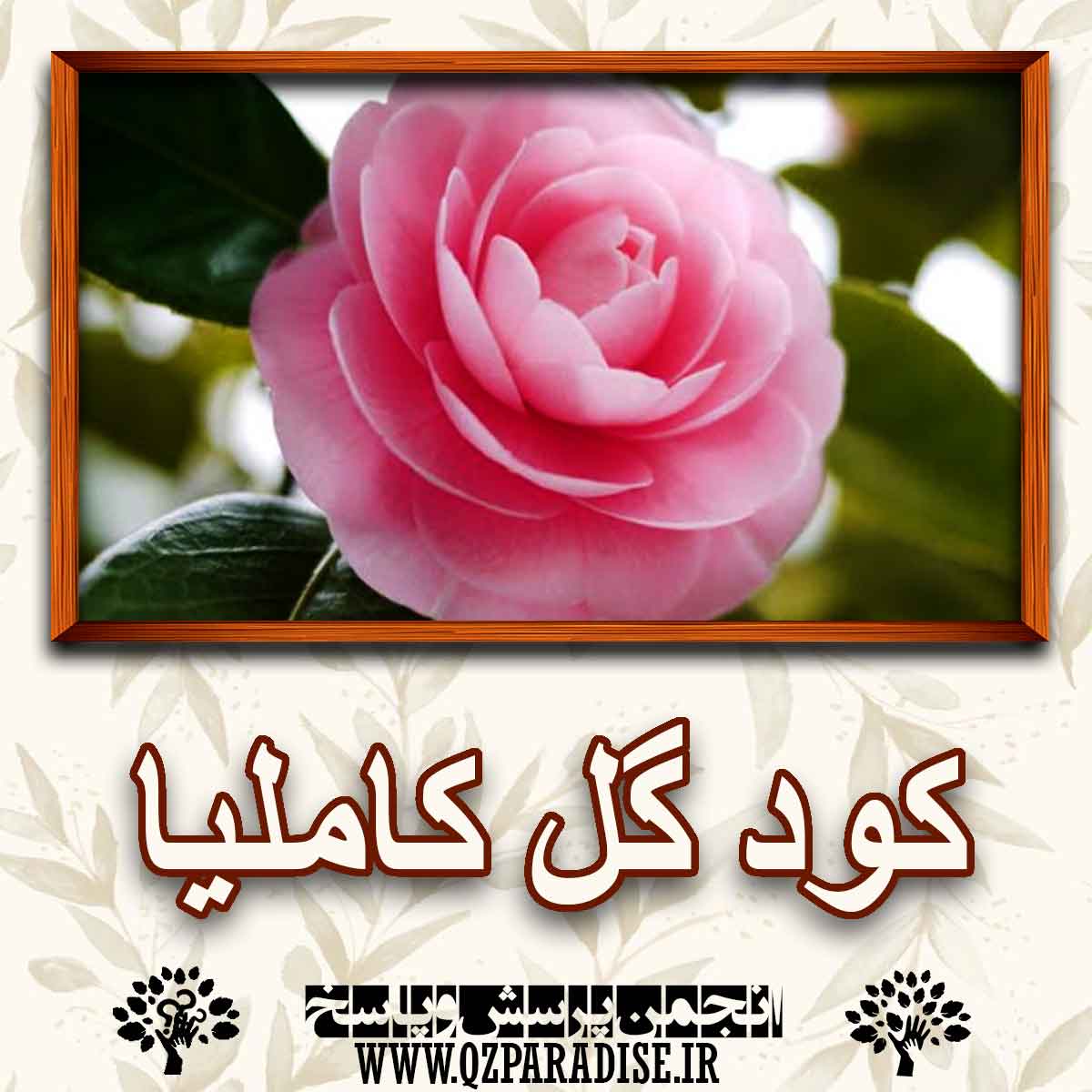 خواص و فواید کود گل کاملیا را توضیح دهید ؟ 2c896b1367faa492464d319e4cf5347200483f91 227 - خواص و فواید کود گل کاملیا را توضیح دهید ؟