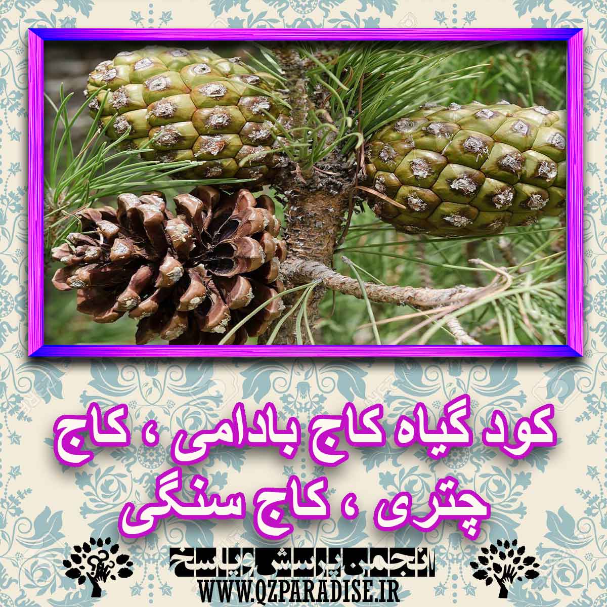 کود مناسب گیاه کاج بادامی ، کاج چتری ، کاج سنگی چیست و چه خاصیتی دارد؟ 2ce47cee7dbec7ad740586279b34e0c0b39dad7d 227 - کود مناسب گیاه کاج بادامی ، کاج چتری ، کاج سنگی چیست و چه خاصیتی دارد؟