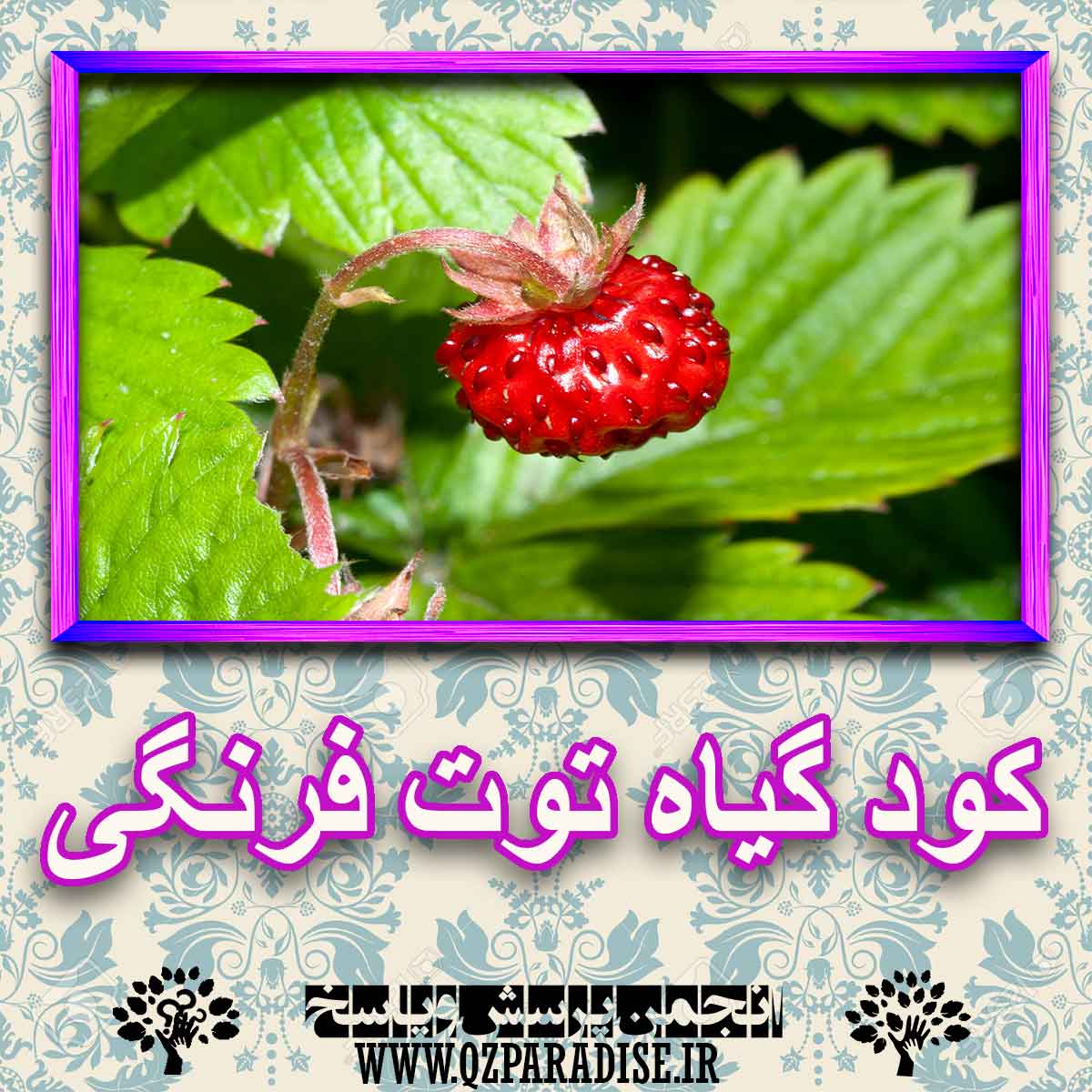 کود مناسب گیاه توت فرنگی چیست و چه خاصیتی دارد؟ 2d7b3558bc858c4076123902f2a0f1b61da82c8d 227 - کود مناسب گیاه توت فرنگی چیست و چه خاصیتی دارد؟