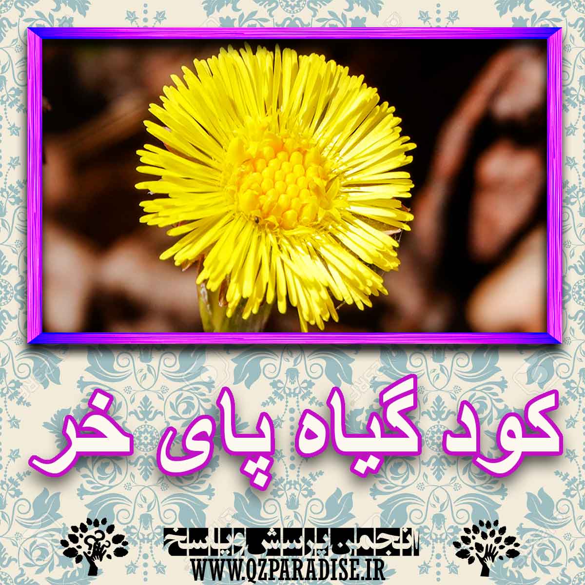 خواص استفاده از کود گیاه پای خر را شرح دهید ؟ 2d86eb11b89460b8c048b224cf5c02e1aacaaf4e 227 - خواص استفاده از کود گیاه پای خر را شرح دهید ؟