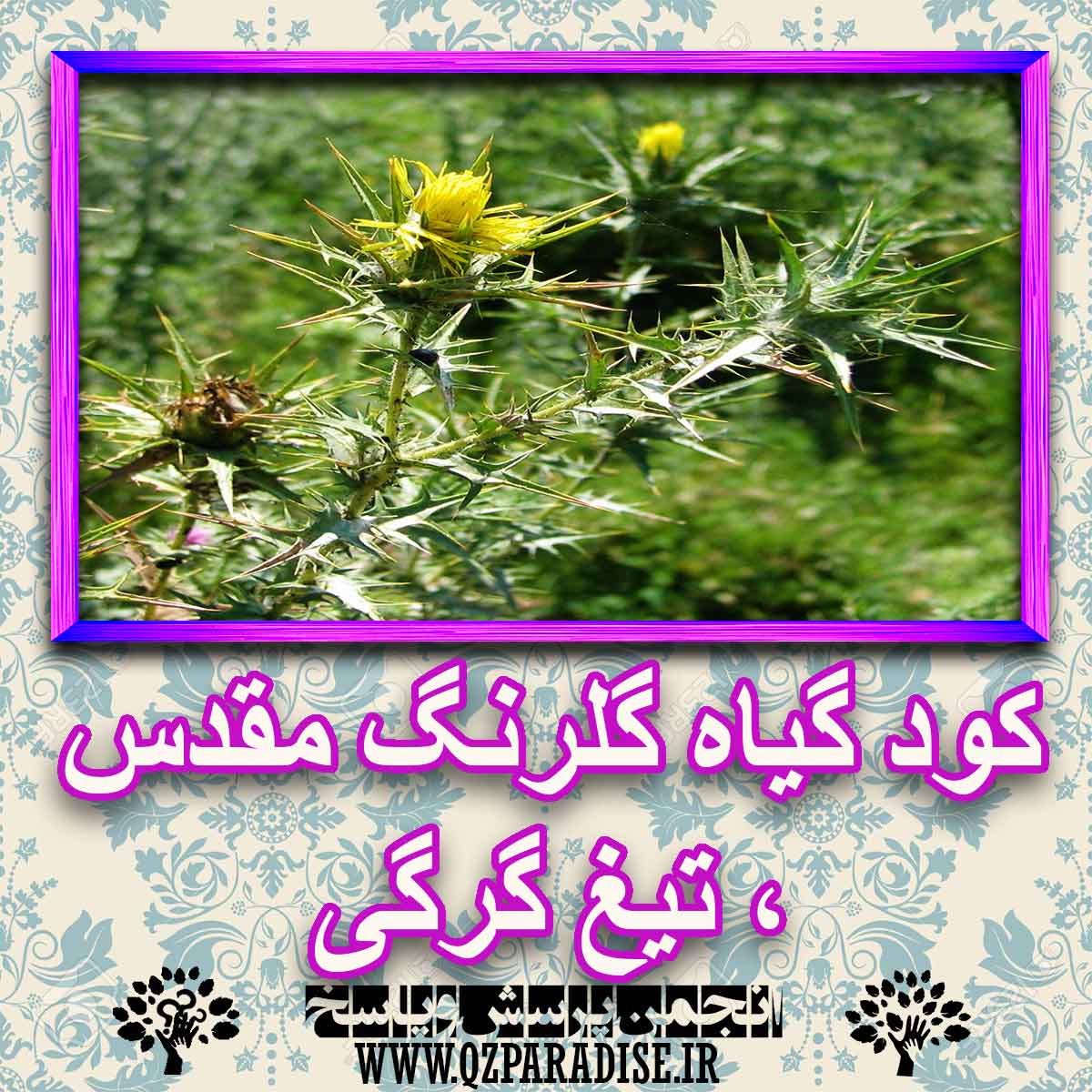 خواص استفاده از گیاه گلرنگ مقدس ، تیغ گرگی را شرح دهید ؟ 2ddf6f6c3acc3cd874cf5298b3c8388304c8a3fd 227 - خواص استفاده از گیاه گلرنگ مقدس ، تیغ گرگی را شرح دهید ؟