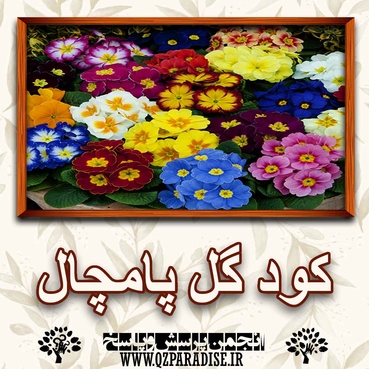 خواص کود گل پامچال را شرح دهید ؟ 2e4d0c5b0d0ca05db2f5643a39b664166867ad4b 227 - خواص کود گل پامچال را شرح دهید ؟