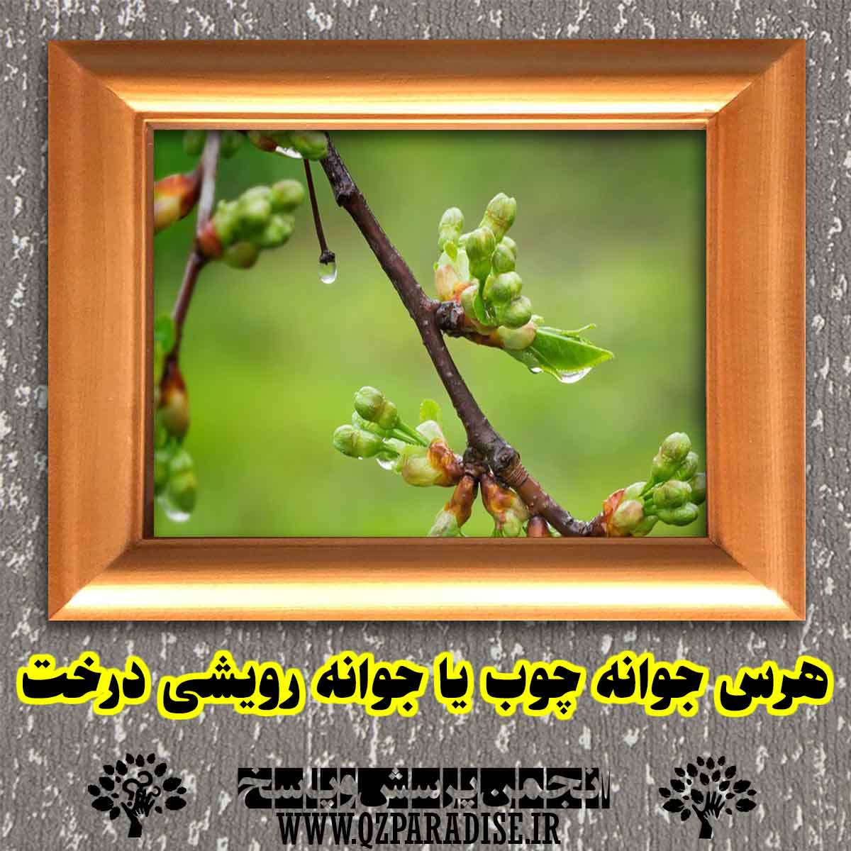 هرس جوانه چوب یا جوانه رویشی درخت چگونه انجام می شود؟ 2e5b9f1fb679a87ae0ea04518360df7e39d3dc8b 227 - هرس جوانه چوب یا جوانه رویشی درخت چگونه انجام می شود؟