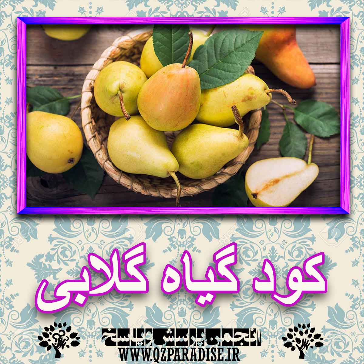 کود مناسب گیاه گلابی چیست و چه خاصیتی دارد؟ 2ea822fcdb678c973876ecdcf1a9f9fd3049fd27 227 - کود مناسب گیاه گلابی چیست و چه خاصیتی دارد؟