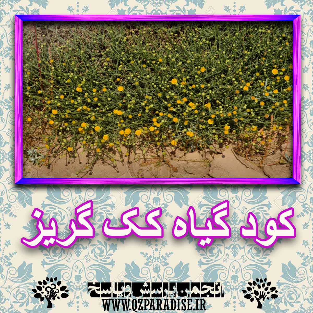 خواص استفاده از کود گیاه کک گریز شرح دهید ؟ 2f5a7e9e58cc7f93001871e8c8eac0a1ca93360b 227 - خواص استفاده از کود گیاه کک گریز شرح دهید ؟