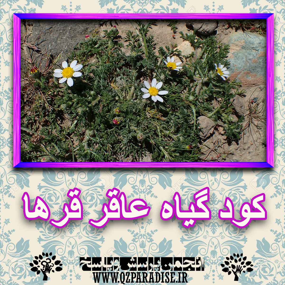 کود مناسب گیاه عاقر قرها چیست و چه خاصیتی دارد؟ 2f829b37081eb0d0ec234a232281bac2f5f8f67a 227 - کود مناسب گیاه عاقر قرها چیست و چه خاصیتی دارد؟