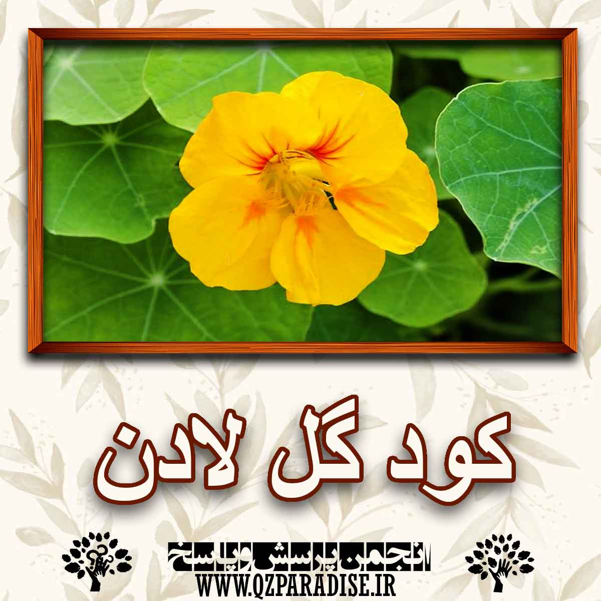 خواص و فواید کود گل لادن را شرح دهید ؟ 2fa801afb230b82a50287eeb70dff8bc6fd6e39d 227 - خواص و فواید کود گل لادن را شرح دهید ؟