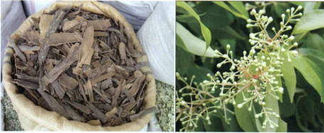 کود مناسب گیاه دارچین  را شرح دهید ؟ 2fb2e00eb9bf7f773b742e41a7f534507d722509 358 - کود مناسب گیاه دارچین  را شرح دهید ؟