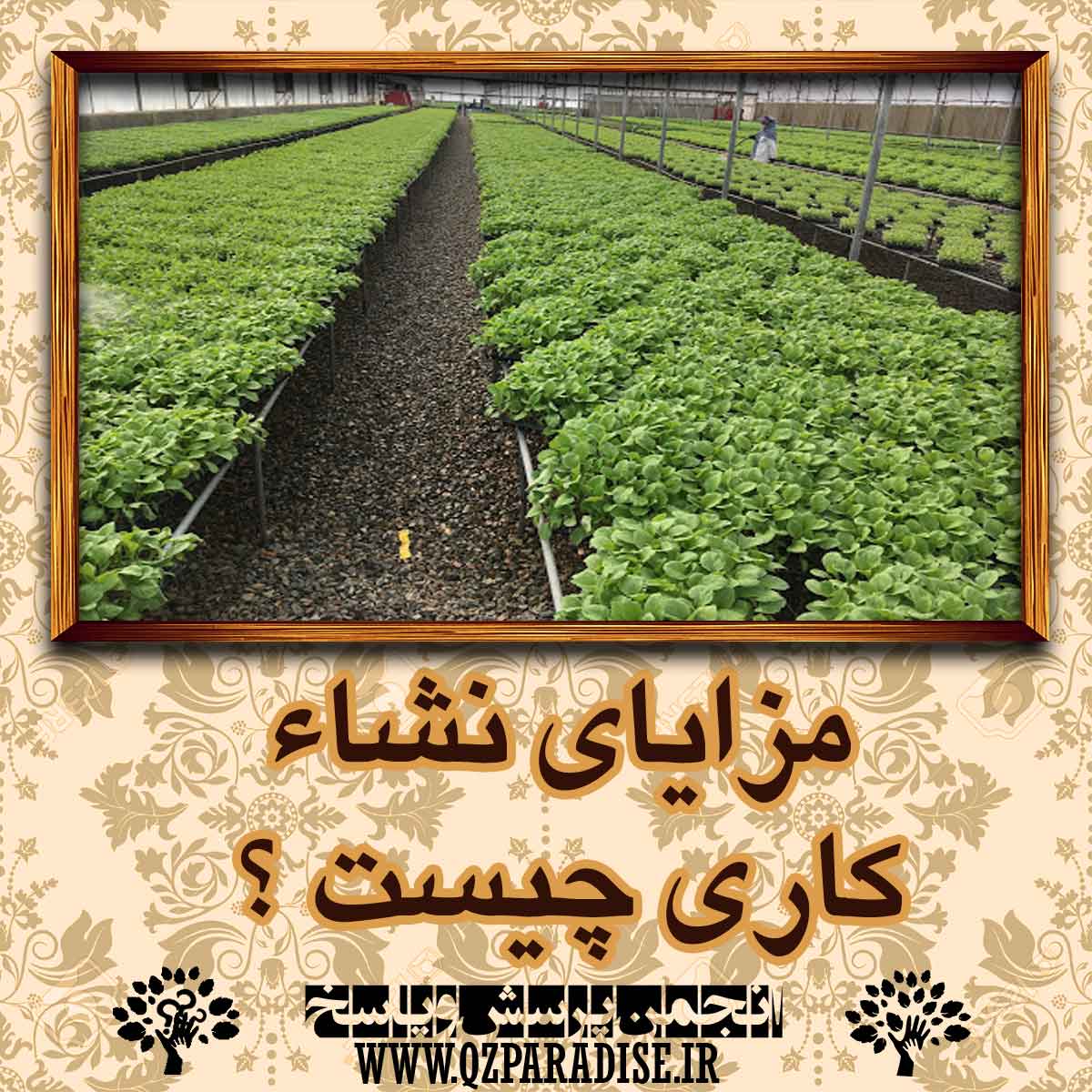 2fded59121a5f6c7bbff248fc487463cfc33850b 14 - مزایای نشاء کاری چیست ؟