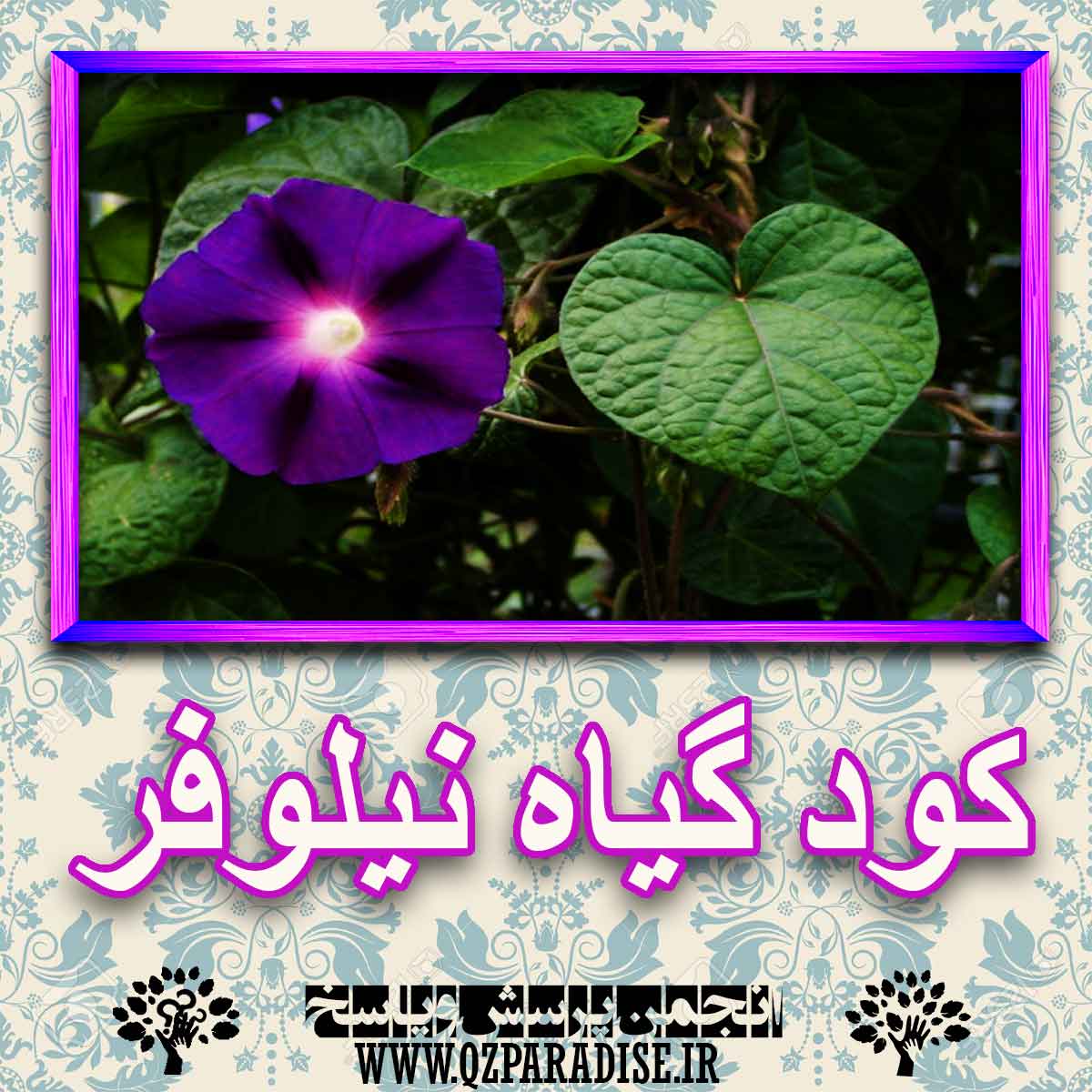 خواص استفاده از گیاه نیلوفر را شرح دهید ؟ 308f13351daf1a8096da5f742f27942038d55e82 227 - خواص استفاده از گیاه نیلوفر را شرح دهید ؟