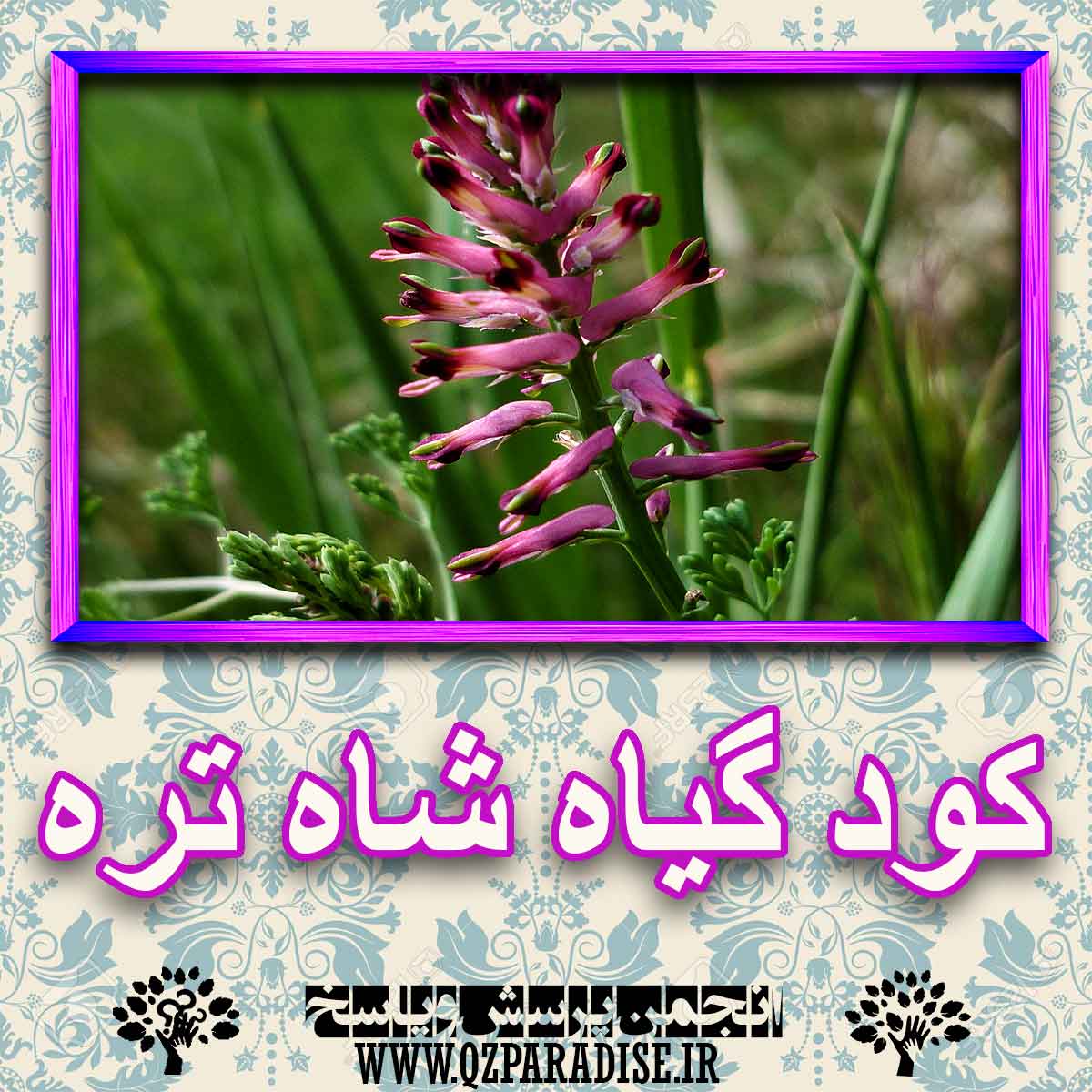 خواص استفاده از کود گیاه شاه تره شرح دهید ؟ 3096da53e06e03fca94203e4ae8a6defd1ece73f 227 - خواص استفاده از کود گیاه شاه تره شرح دهید ؟