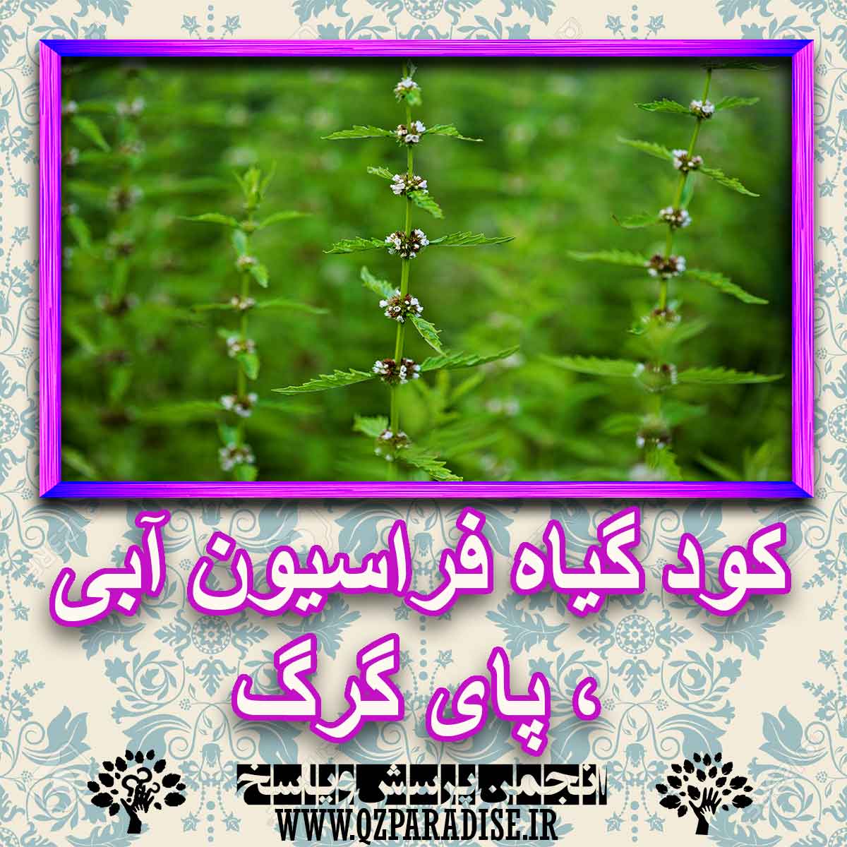 خواص استفاده از -گیاه-فراسیون-آبی-پای-گرگ را شرح دهید ؟ 30fb113ab4ef7960a4f8b8dde4044118c9be365d 227 - خواص استفاده از -گیاه-فراسیون-آبی-پای-گرگ را شرح دهید ؟