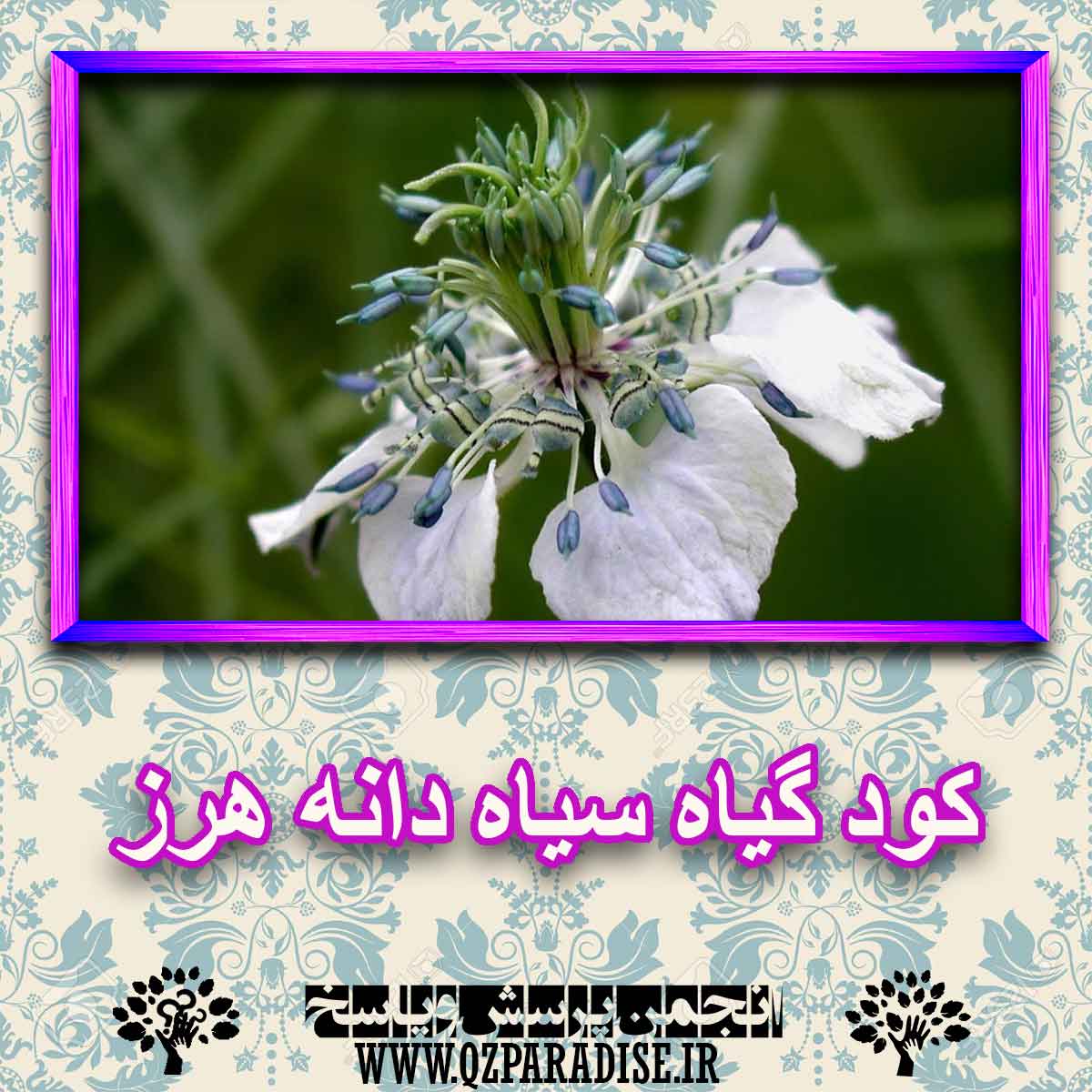 کود مناسب گیاه سیاه دانه هرز چیست و چه خاصیتی دارد؟ 312881a4a0ffc502b607a94f3e729b1e7f3a6af4 227 - کود مناسب گیاه سیاه دانه هرز چیست و چه خاصیتی دارد؟