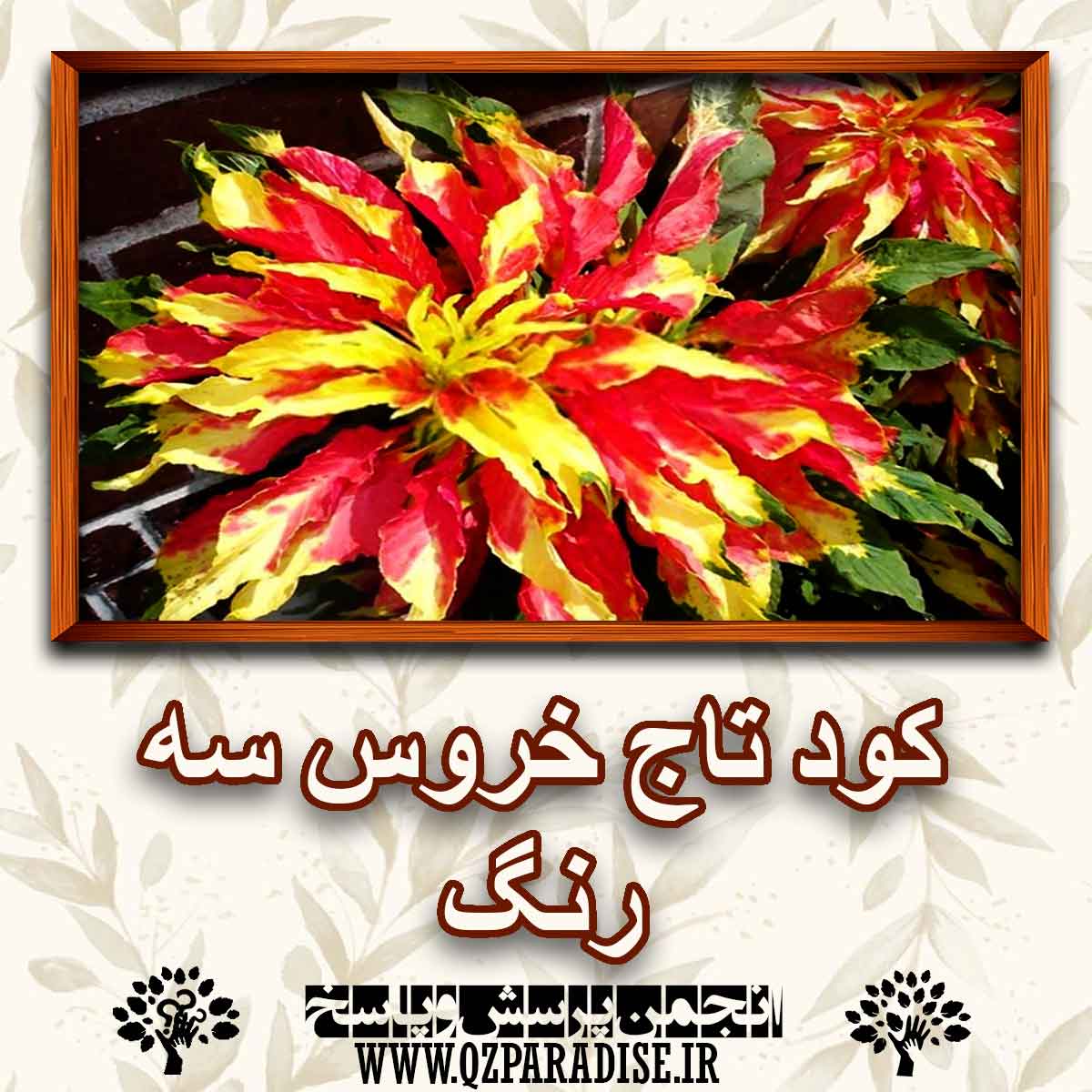 314fd3ca7bf7154c50f47648297ccce79890626b 147 - کود مناسب گیاه  تاج خروس سه رنگ راشرح دهید ؟