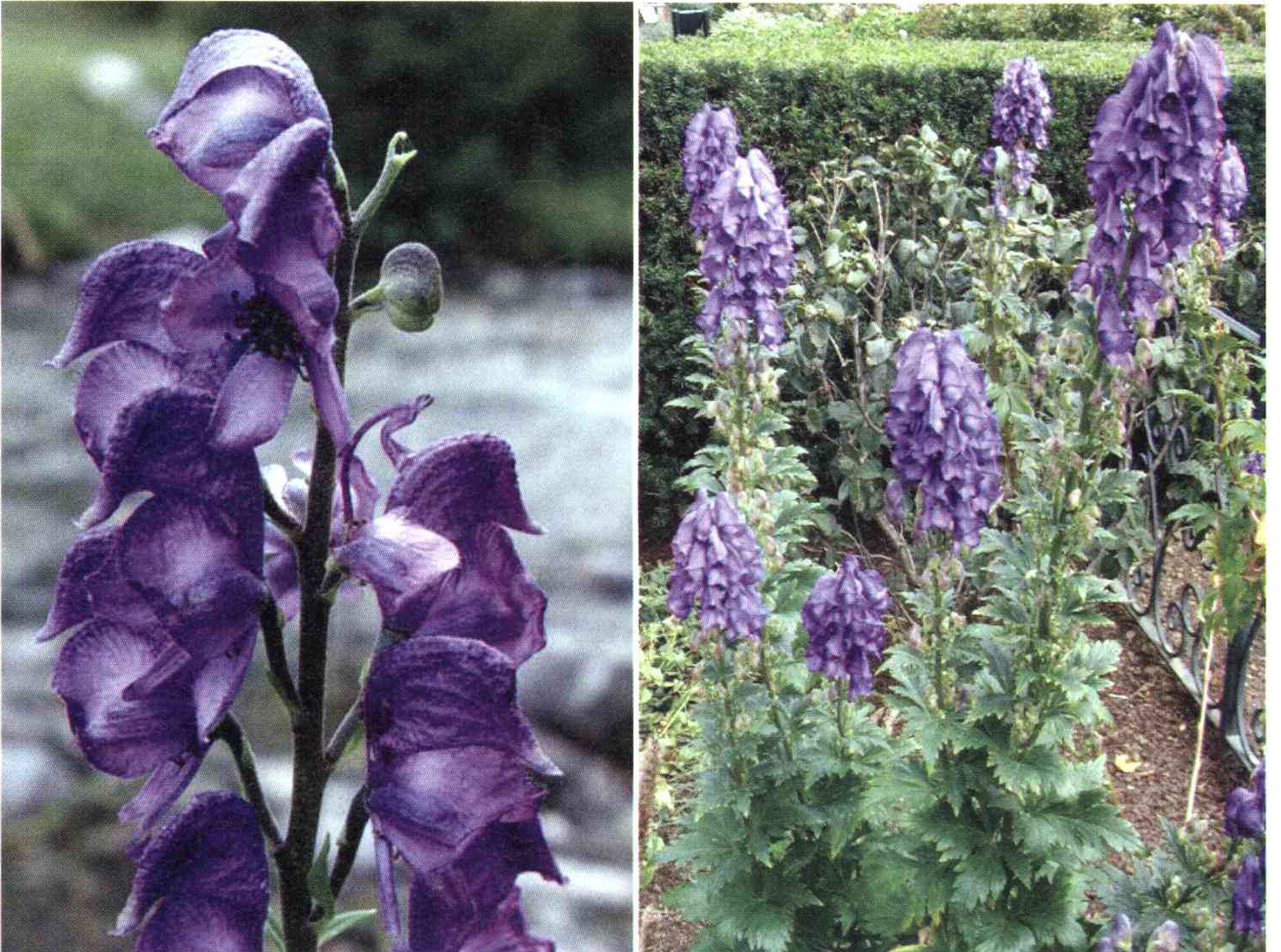 کود مناسب گیاه اقونیطون چیست و چه خاصیتی دارد؟ 31d57b700ffca9dc8263db14e280af5e228d8bf2 14 - کود مناسب گیاه اقونیطون چیست و چه خاصیتی دارد؟