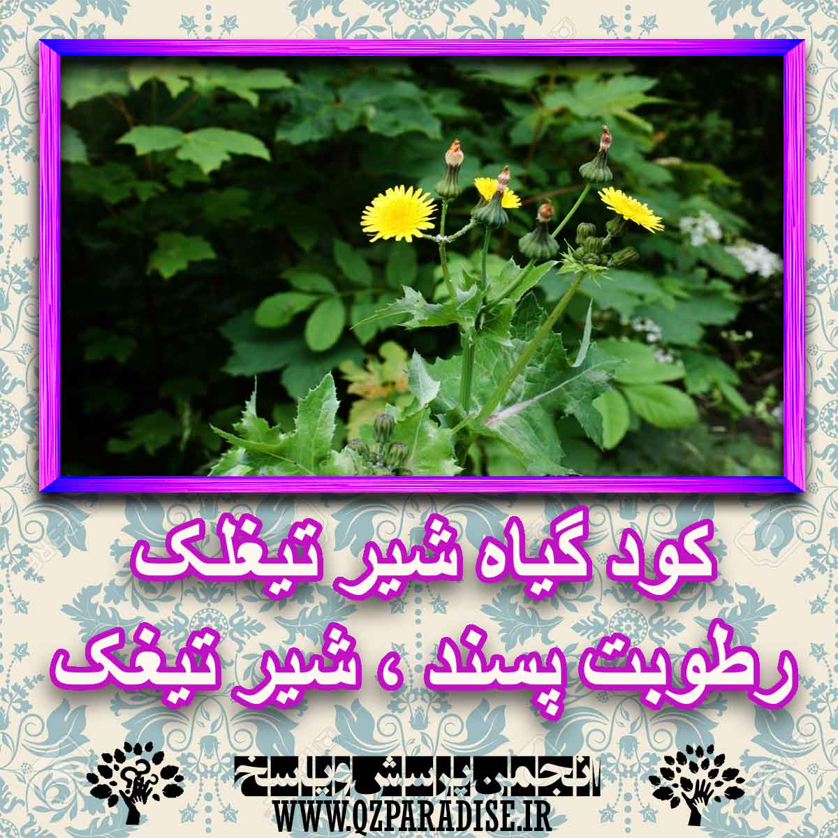 خواص استفاده از کود گیاه شیر تیغلک ، رطوبت پسند شرح دهید ؟ 32098c9a39e223baa02c2ac386d5f6738723304b 227 - خواص استفاده از کود گیاه شیر تیغلک ، رطوبت پسند شرح دهید ؟