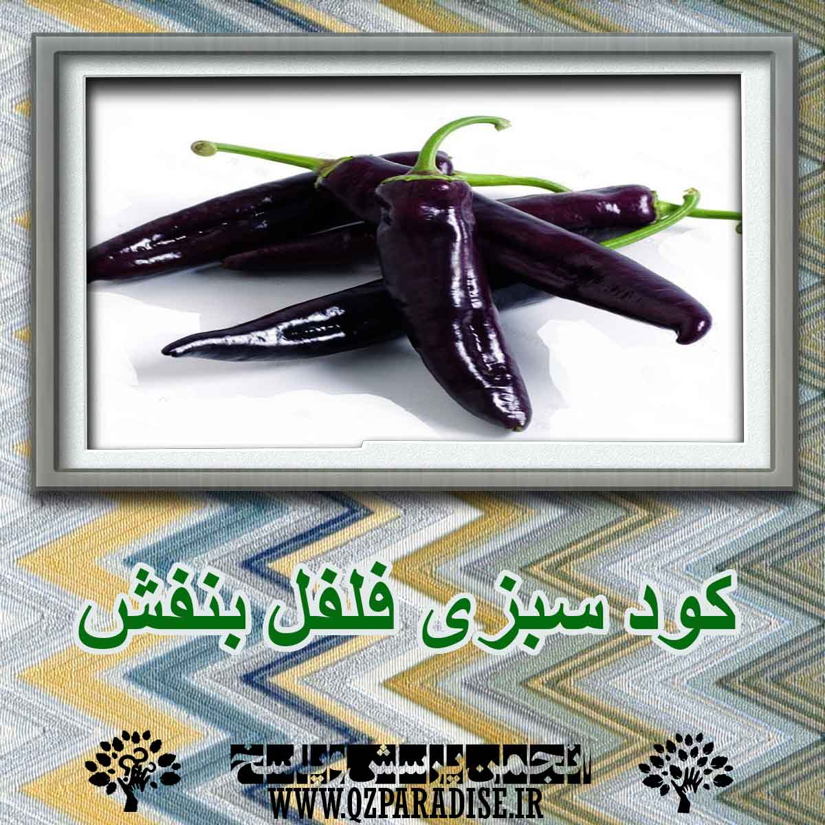 کود سبزی فلفل بنفش چیست ؟ چه کاربردی دارد؟ 330c30c0548fa4238b1c422e6897d9dc39e4c8c2 227 - کود سبزی فلفل بنفش چیست ؟ چه کاربردی دارد؟