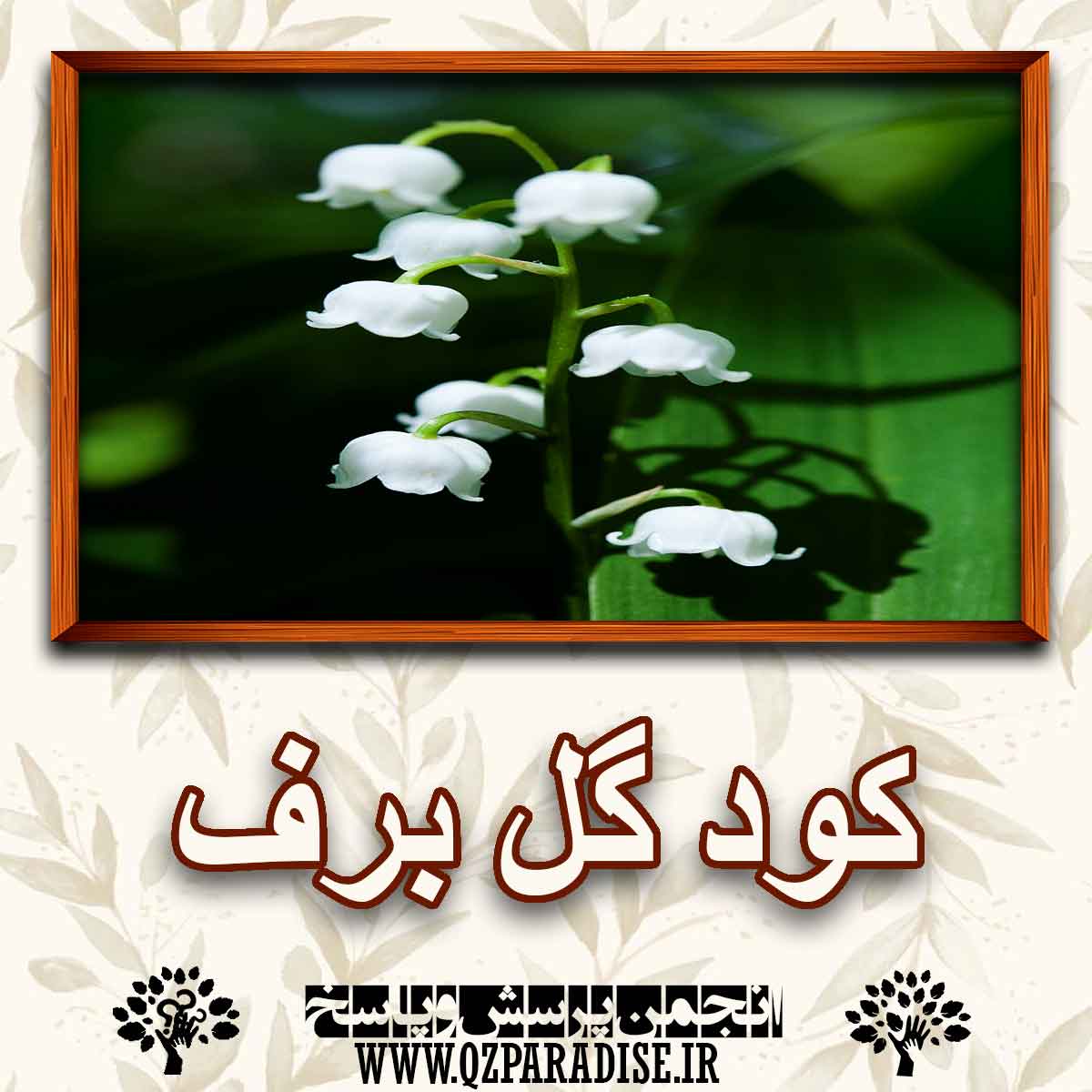 خواص کود گل برف را شرح دهید ؟ 3341e4b781ceb104cc6a9a018995e12e446fa3b2 227 - خواص کود گل برف را شرح دهید ؟