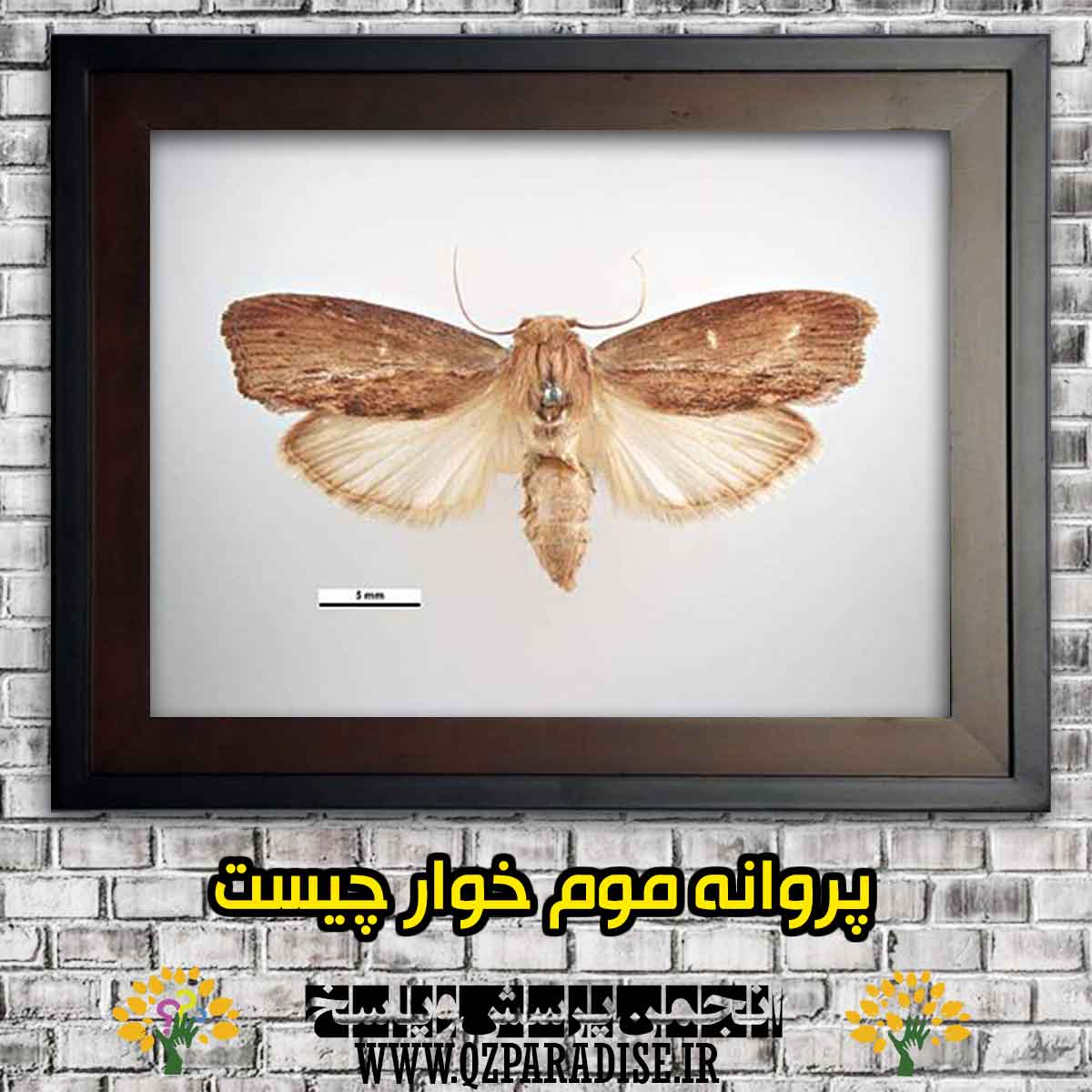 پروانه موم خوار  چیست آن را شرح دهید؟ 33f4972af2e10c7327105dab7cfa9f1ac01933ec 147 - پروانه موم خوار  چیست آن را شرح دهید؟