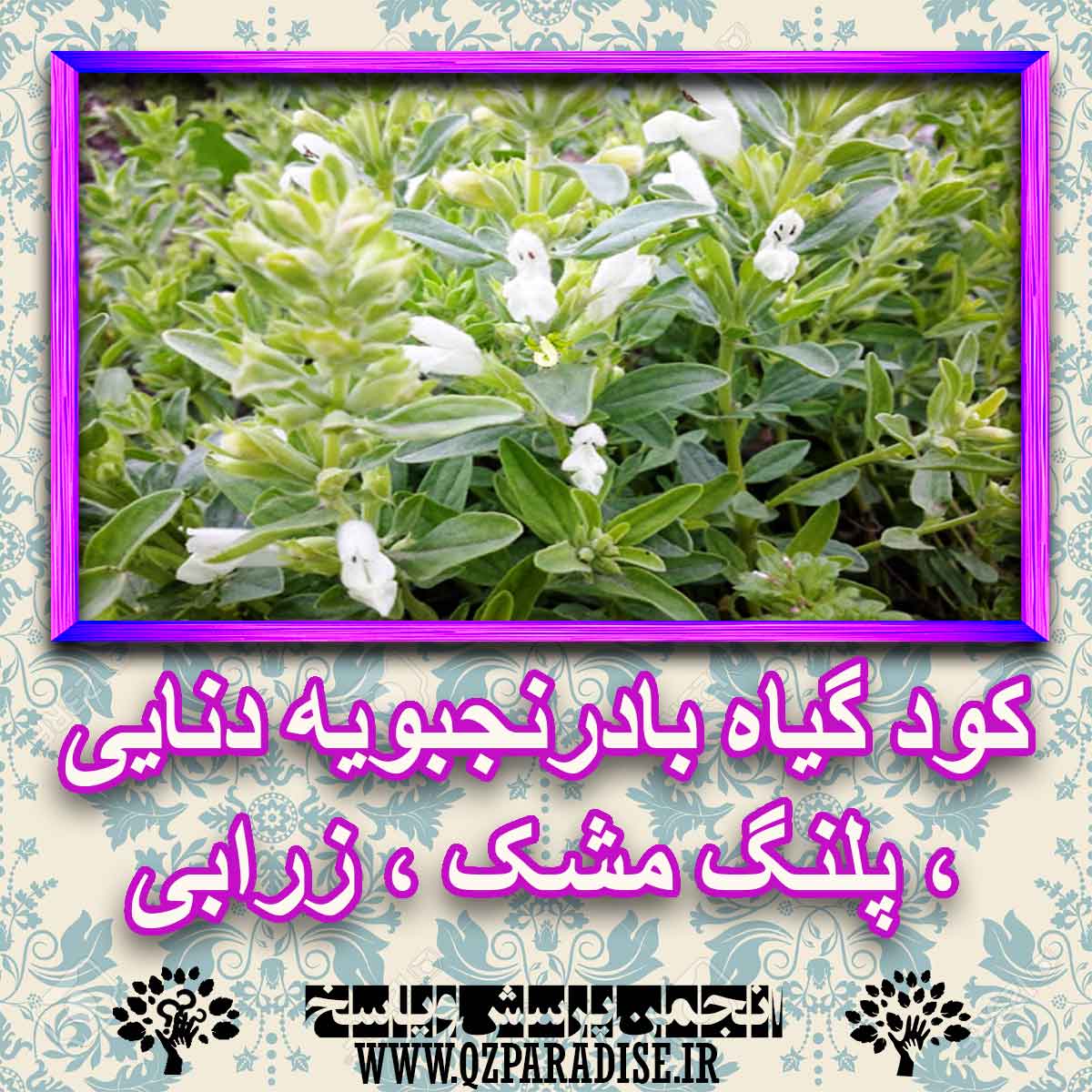 خواص استفاده از گیاه بادرنجبویه دنایی ، پلنگ مشک ، زرابی را شرح دهید ؟ 34059e7a6fdc36271447697b204ddb79c29aa500 227 - خواص استفاده از گیاه بادرنجبویه دنایی ، پلنگ مشک ، زرابی را شرح دهید ؟