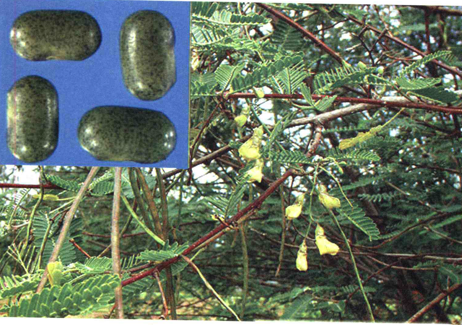 کود مناسب گیاه لوبیای درختی ، سسبان چیست و چه خاصیتی دارد؟ 3417c0c1cb80c3359d35ae04bf89da3d2ea92bb5 14 - کود مناسب گیاه لوبیای درختی ، سسبان چیست و چه خاصیتی دارد؟