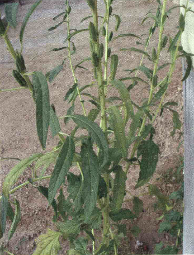 342d9d000e9060925ab3b0378ab0d7e0d88139b4 14 - کود مناسب گیاه کنجد چیست و چه خاصیتی دارد؟