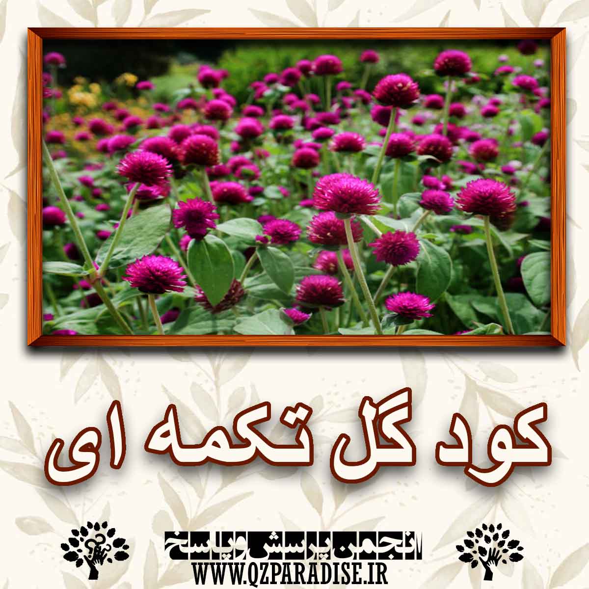 کاربرد و نحوه استفاده از کود گل تکمه ای را شرح دهید ؟ پرسش و پاسخ حم کاربرد و نحوه استفاده از کود گل تکمه ای را شرح دهید ؟ پرسش و پاسخ حم