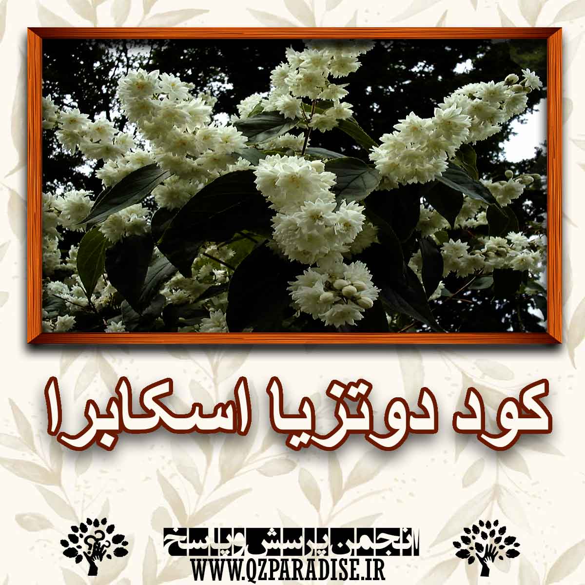 کود مناسب گیاه دوتزیا اسکابرا را شرح دهید ؟ 354aef9029002a8e9a8e73f14e60b8bc7f2d3bb3 147 - کود مناسب گیاه دوتزیا اسکابرا را شرح دهید ؟