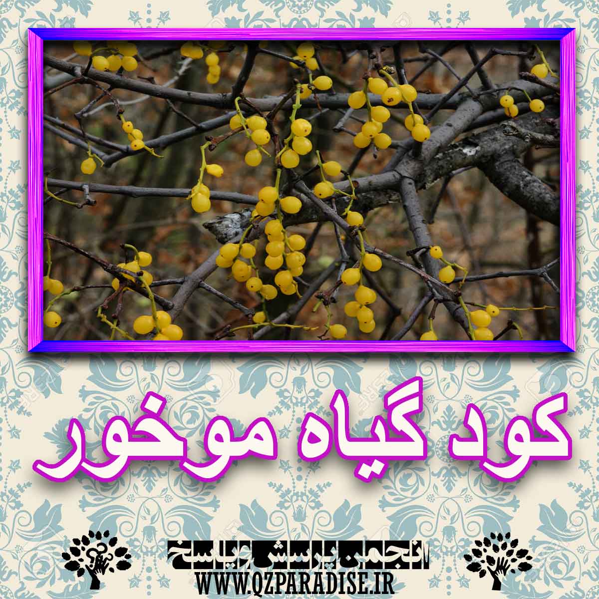 خواص استفاده از گیاه موخوررا شرح دهید ؟ 354d6bfee1423cd033f42ff1fac0153c509dff82 227 - خواص استفاده از گیاه موخوررا شرح دهید ؟