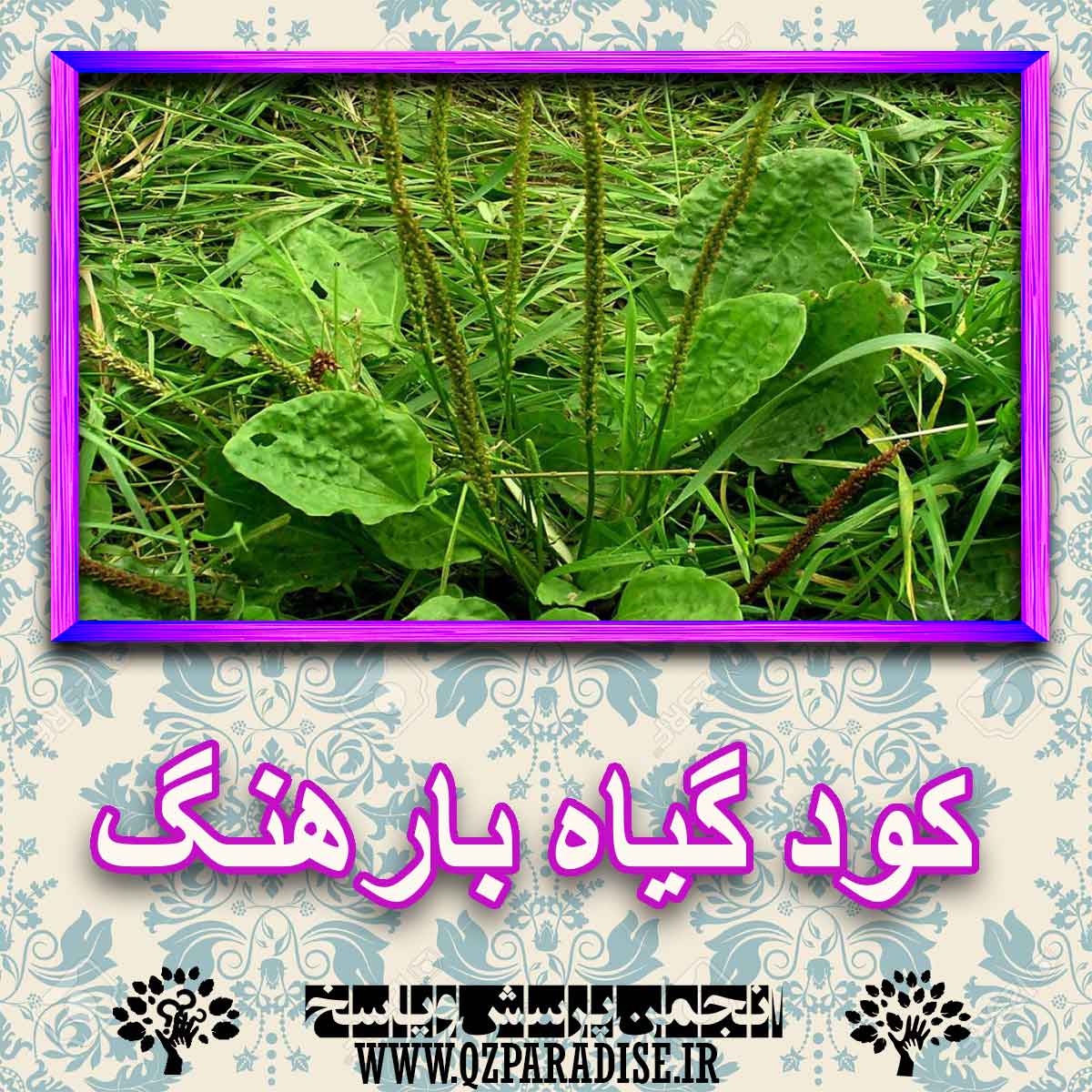 356dab9f41469a37cc3fa779c5d0004d1c629c12 227 - کود مناسب گیاه بارهنگ چیست و چه خاصیتی دارد؟