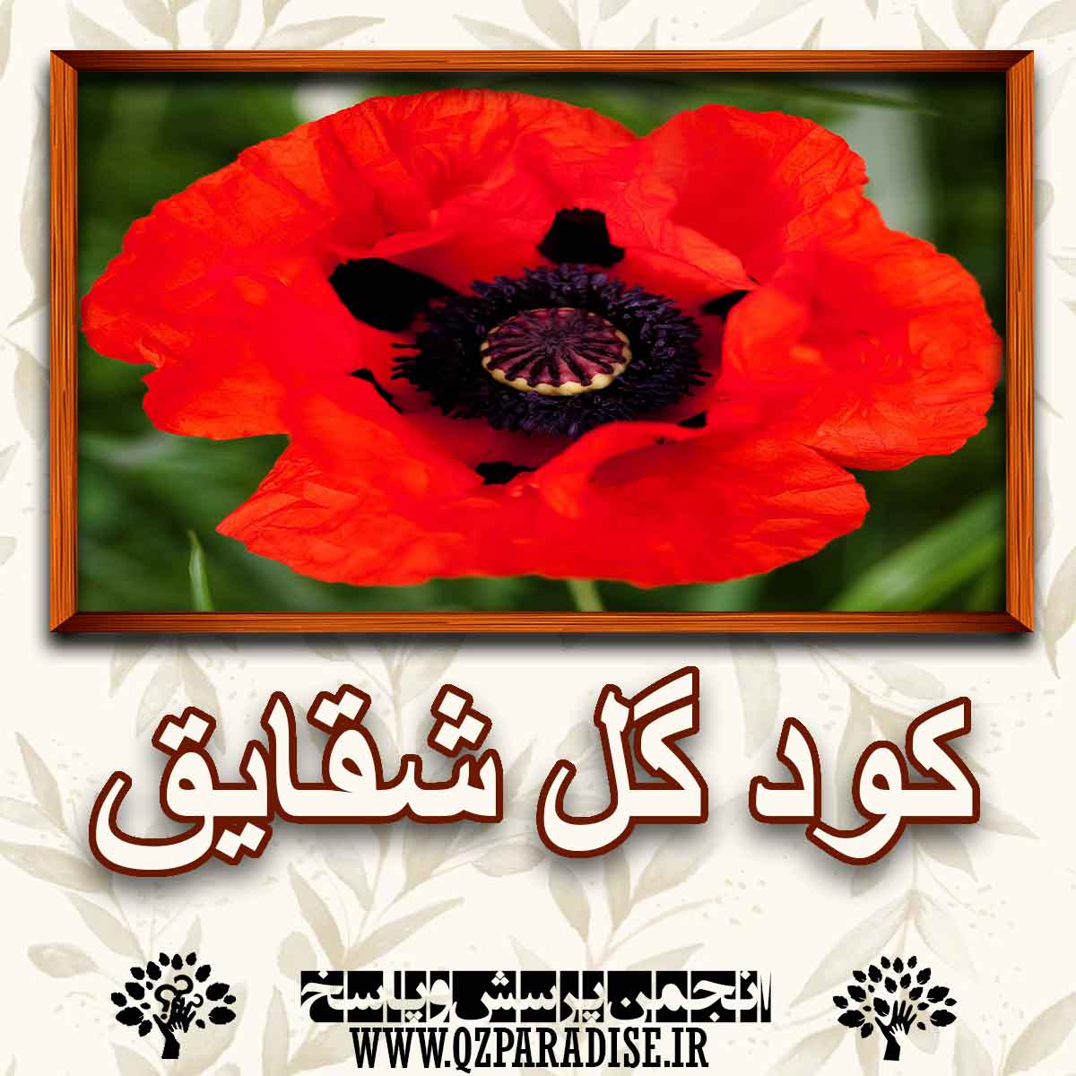 خواص و فواید کود گل شقایق را شرح دهید ؟ 357df104d1c561743f4bf0a2201865c7121b951f 227 - خواص و فواید کود گل شقایق را شرح دهید ؟