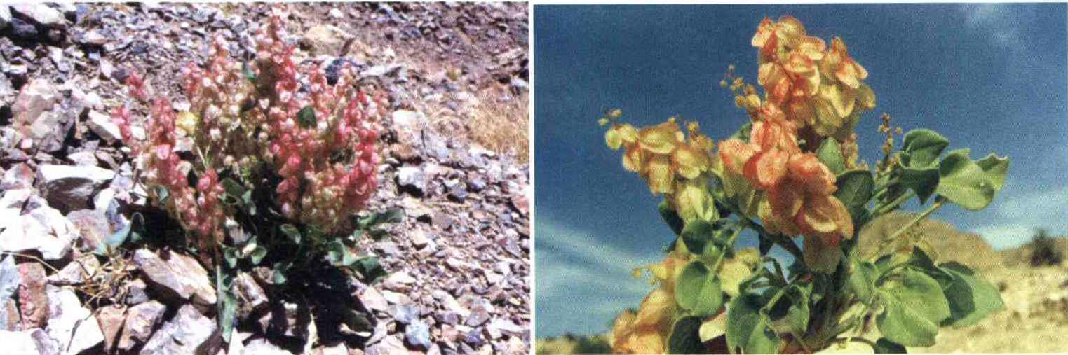 کود مناسب گیاه ترشک بادکنکی ، ترشک متورم چیست و چه خاصیتی دارد؟ 35d0cc6782bbc1bbf58b509191f870b036697682 14 - کود مناسب گیاه ترشک بادکنکی ، ترشک متورم چیست و چه خاصیتی دارد؟