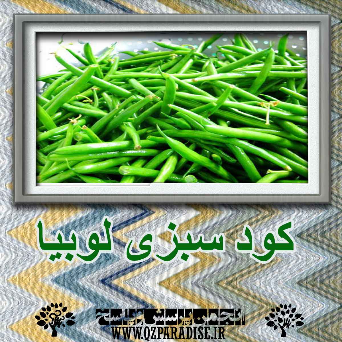 کود سبزی  لوبیا کاربردی دارد؟ 35e6a8d876fd0a790e0d9f858e3414fb870f6ea3 227 - کود سبزی  لوبیا کاربردی دارد؟