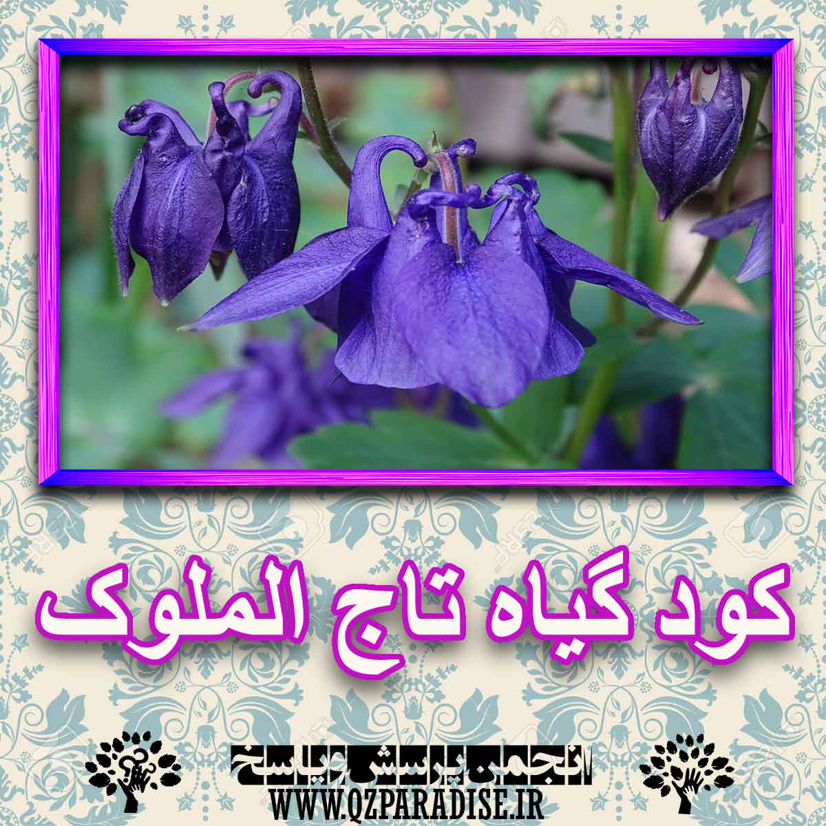 کود مناسب گیاه تاج الملوک چیست و چه خاصیتی دارد؟ 3694b65f9ce631a802df2505323c095d0d4f2536 227 - کود مناسب گیاه تاج الملوک چیست و چه خاصیتی دارد؟