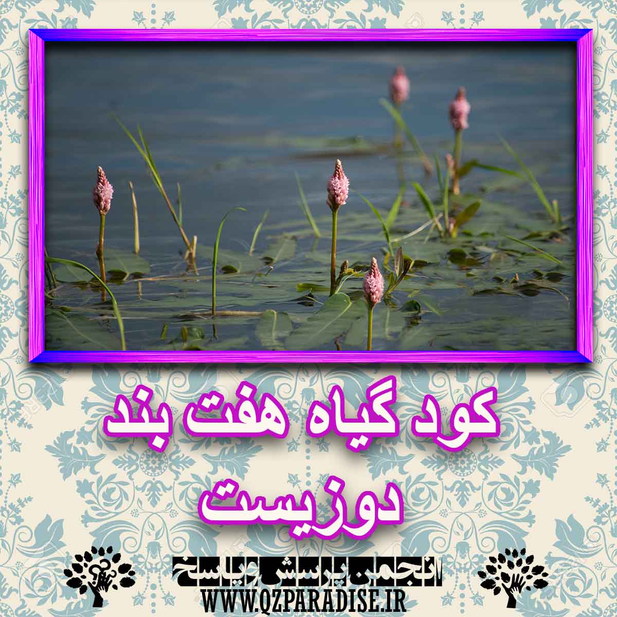 کود مناسب گیاه هفت بند دوزیست چیست و چه خاصیتی دارد؟ 36a0633b8a513f88645a6007568eb036a959aa4b 227 - کود مناسب گیاه هفت بند دوزیست چیست و چه خاصیتی دارد؟