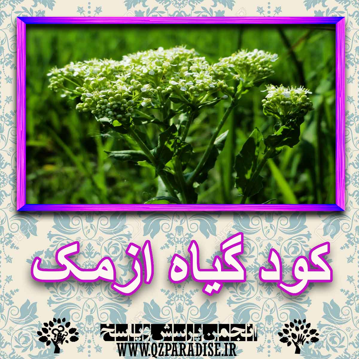 خواص استفاده از کود گل ازمک را شرح دهید ؟ 36a91700f97d252281cd323e619e88e9184f461c 227 - خواص استفاده از کود گل ازمک را شرح دهید ؟