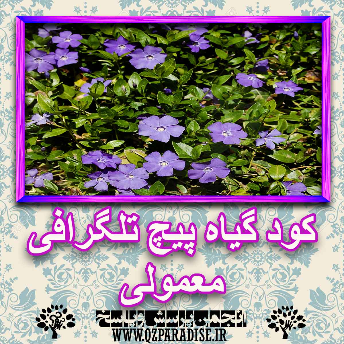 خواص استفاده از کود گیاه پیچ تلگرافی معمولی را شرح دهید ؟ 36f65bd5919cee3d37f4cce4373692331d911109 227 - خواص استفاده از کود گیاه پیچ تلگرافی معمولی را شرح دهید ؟