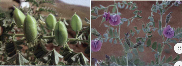 خواص و فواید کود گل نخود را شرح دهید ؟ 375acd451ce7f8989dbe7b7b48d2b0e7d6bb310b 358 - خواص و فواید کود گل نخود را شرح دهید ؟