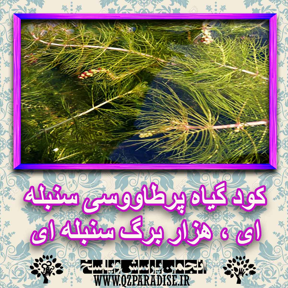 خواص استفاده از گیاه-پرطاووسی-سنبله-ای-هزار-برگ را شرح دهید ؟ 37e5c64bc3f3bd26ee9a06cc7673bc41cbaeda14 227 - خواص استفاده از گیاه-پرطاووسی-سنبله-ای-هزار-برگ را شرح دهید ؟