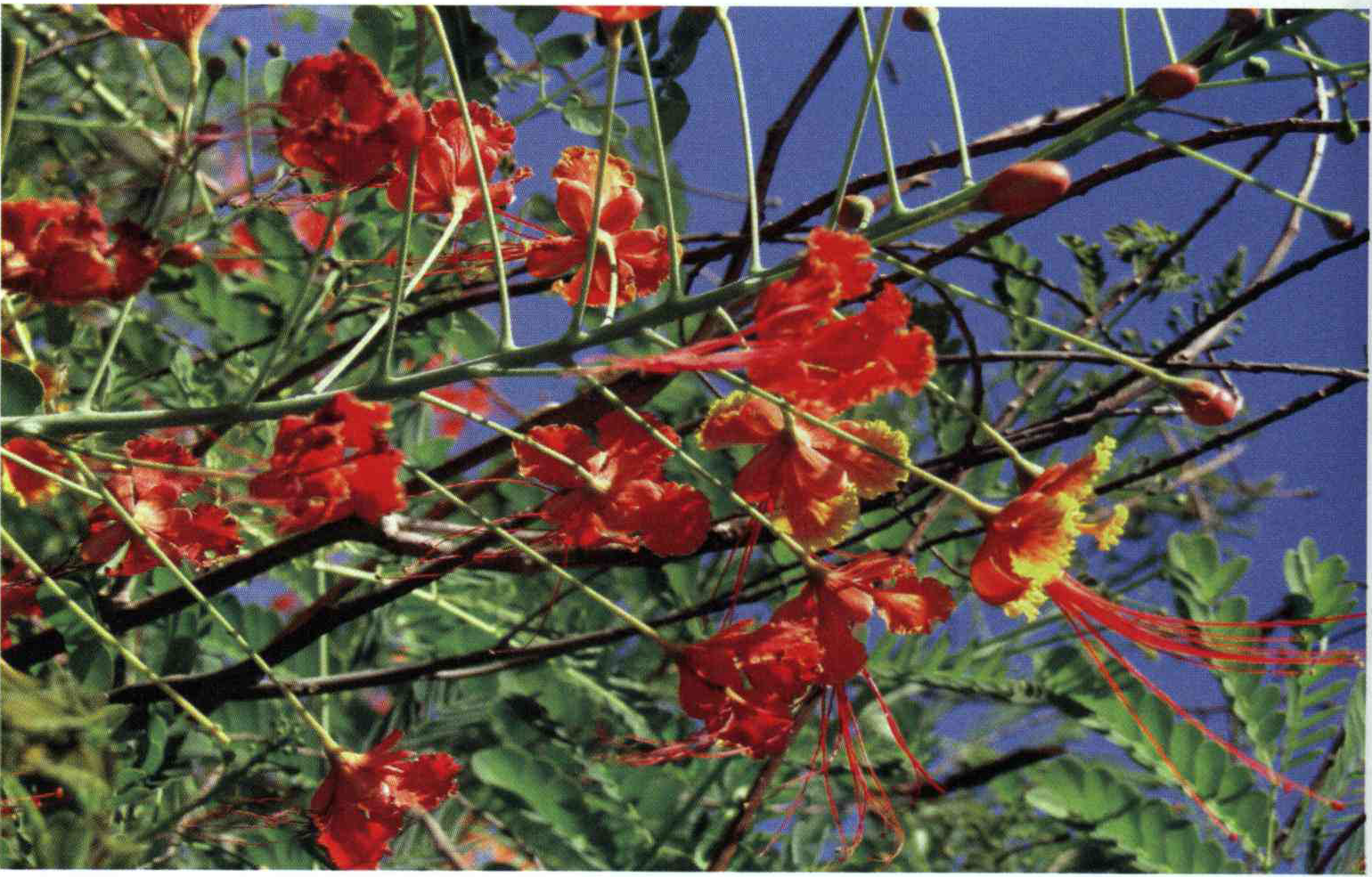 کود ابریشم مصری چیست ؟و چه  کاربردی دارد؟ 38530b2f7e90b3a25812608320b4f6770a989fbb 14 - کود ابریشم مصری چیست ؟و چه  کاربردی دارد؟