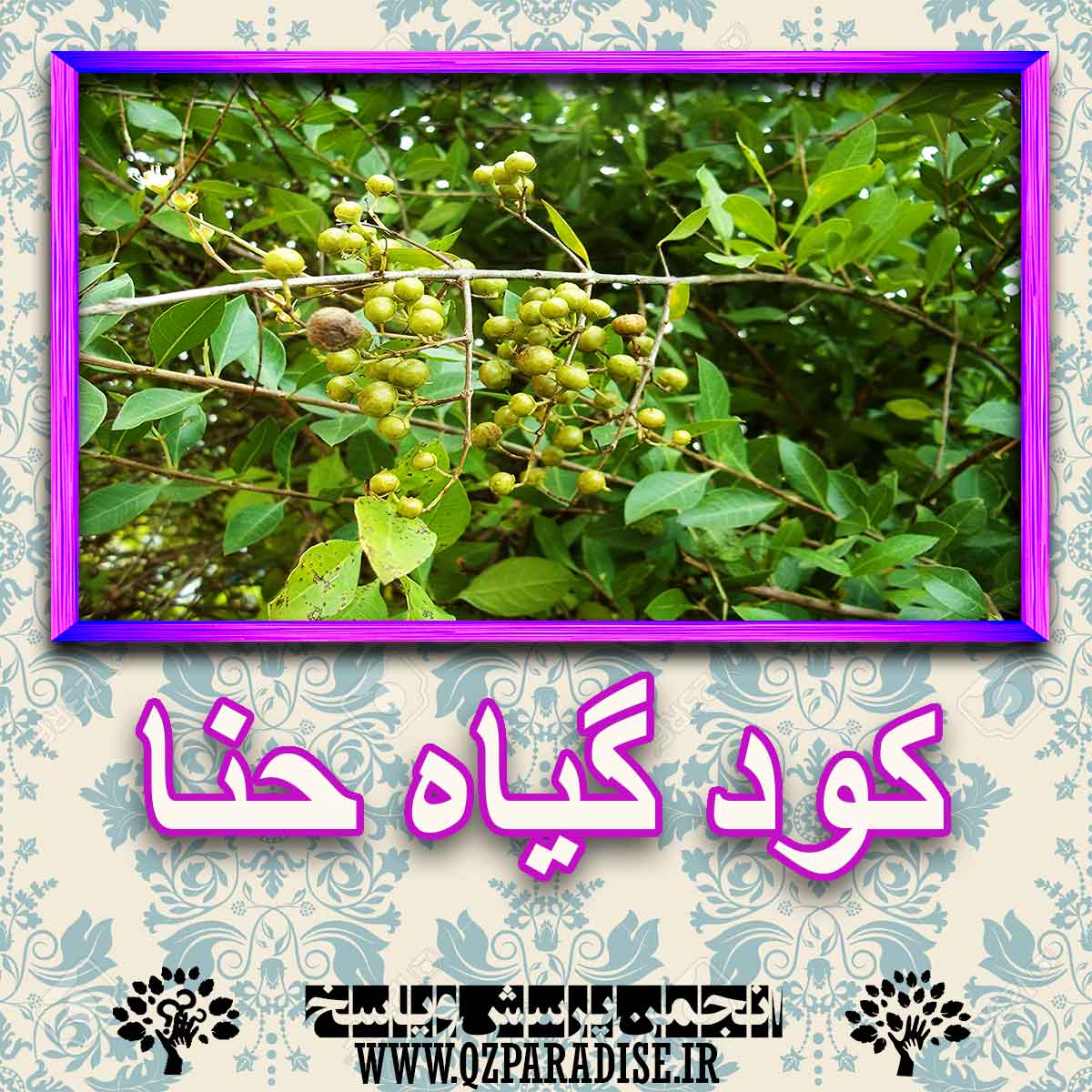 خواص استفاده از گیاه-حنا.. را شرح دهید ؟ 38aad551376dc98f66ef6f455e0f3b518a3fd8a3 227 - خواص استفاده از گیاه-حنا.. را شرح دهید ؟