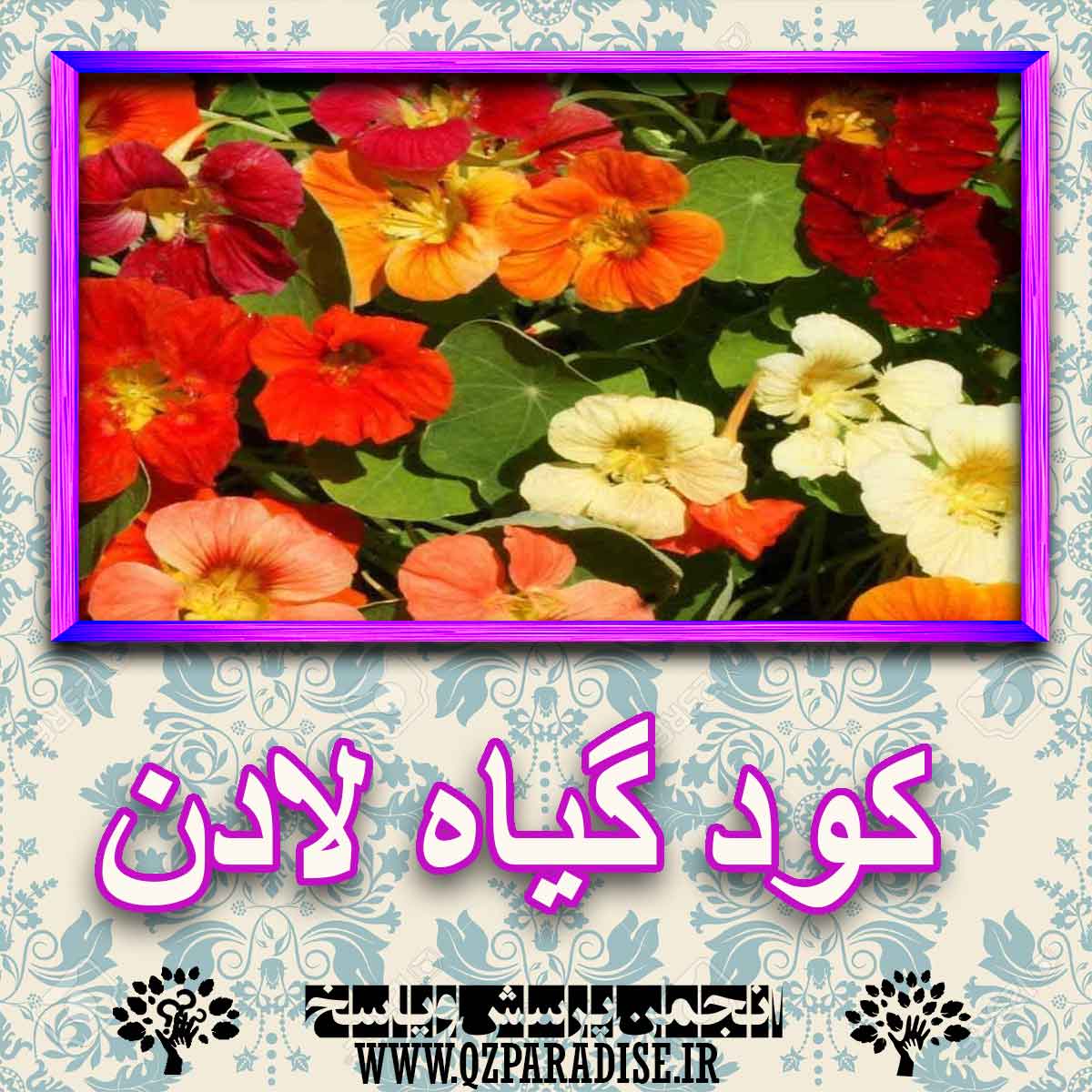 کود مناسب گیاه لادن چیست و چه خاصیتی دارد؟ 38bbaccc116335677cf90d430778da90485c750a 227 - کود مناسب گیاه لادن چیست و چه خاصیتی دارد؟