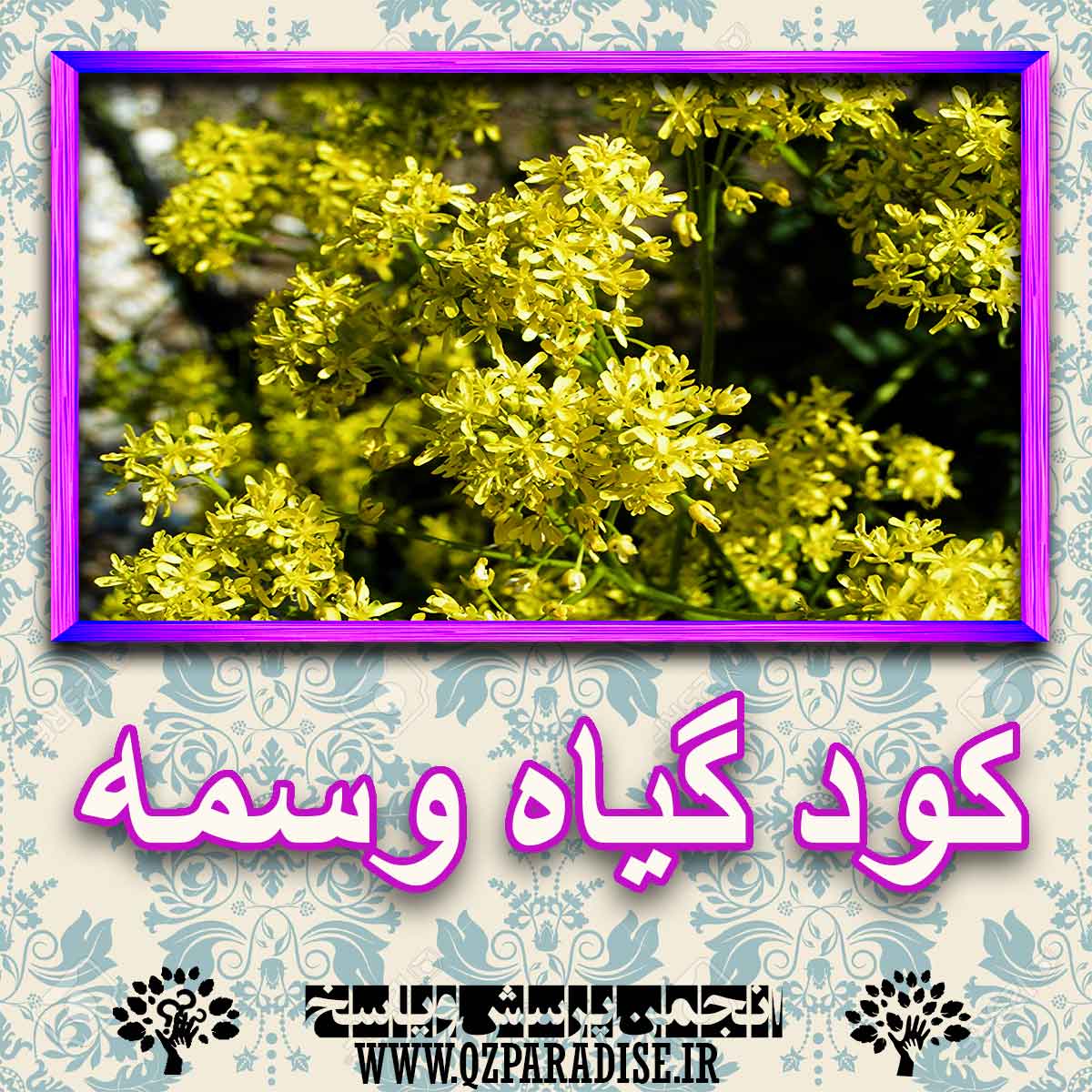 خواص استفاده از گیاه وسمه را شرح دهید ؟ 38e570f5f6247159852c0ee2fc0953d6bc5f5931 227 - خواص استفاده از گیاه وسمه را شرح دهید ؟