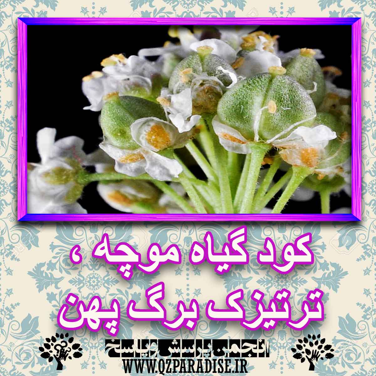 خواص استفاده از گیاه موچه ، ترتیزک برگ پهن را شرح دهید ؟ 3b75c7276ed4ade4754a87fda8d5842690740053 227 - خواص استفاده از گیاه موچه ، ترتیزک برگ پهن را شرح دهید ؟