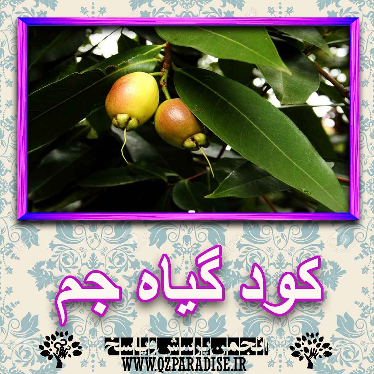 3bc5d8b4d06927af7038abd59b0bf7b57459542f 227 - خواص استفاده از گیاه-جم را شرح دهید ؟