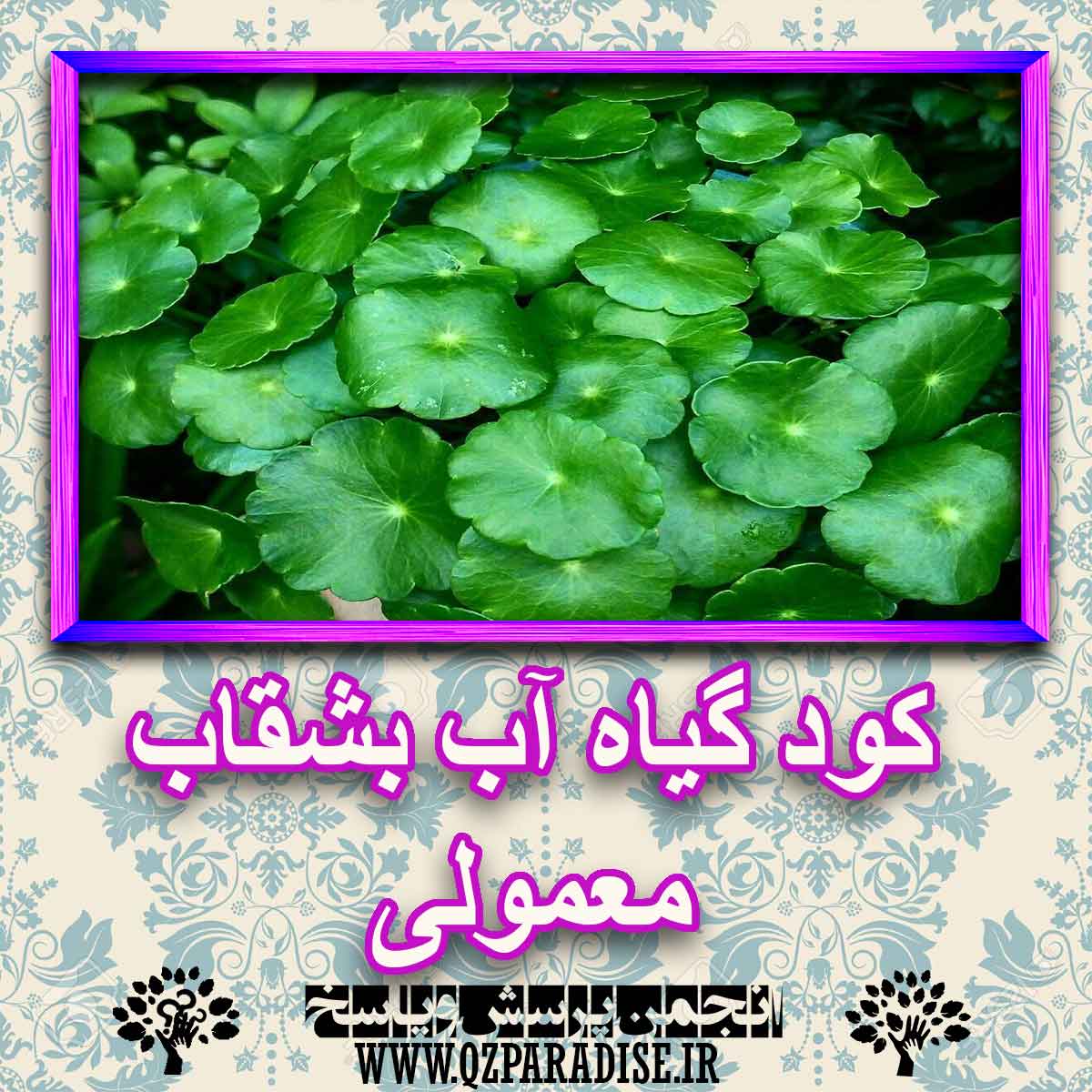 کود مناسب گیاه آب بشقاب معمولی چیست و چه خاصیتی دارد؟ 3bdabeb18abcb8e1f31177d57e3c4229fcecd19c 227 - کود مناسب گیاه آب بشقاب معمولی چیست و چه خاصیتی دارد؟