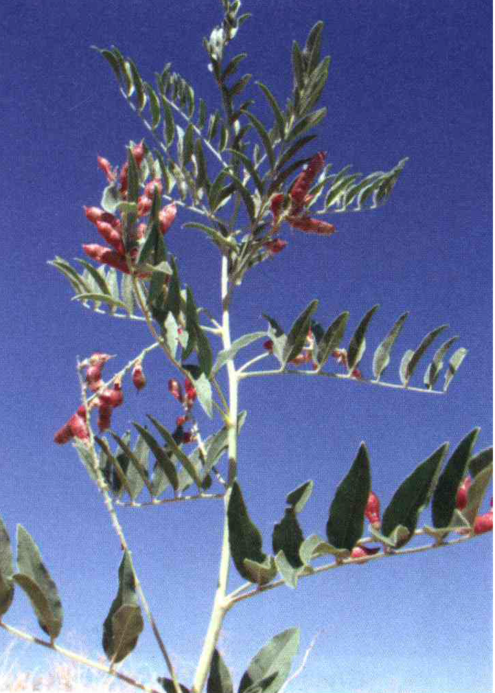 کود مناسب گیاه شیرین بیان ، مک چیست و چه خاصیتی دارد؟ 3bdfb602160e392b3c998d392d80842a042794eb 14 - کود مناسب گیاه شیرین بیان ، مک چیست و چه خاصیتی دارد؟