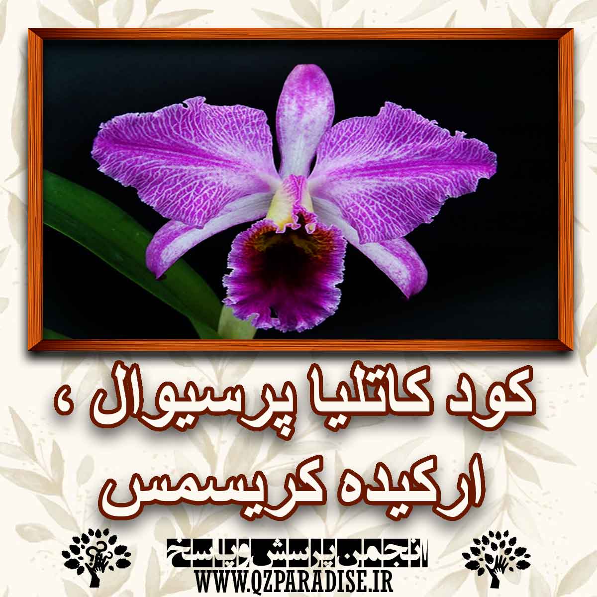 کود مناسب گل کاتلیا پرسیوال ، ارکیده کریسمس  را شرح دهید ؟ 3c08c5c08ff7f51060ea1d16c90200f36e8379f3 147 - کود مناسب گل کاتلیا پرسیوال ، ارکیده کریسمس  را شرح دهید ؟