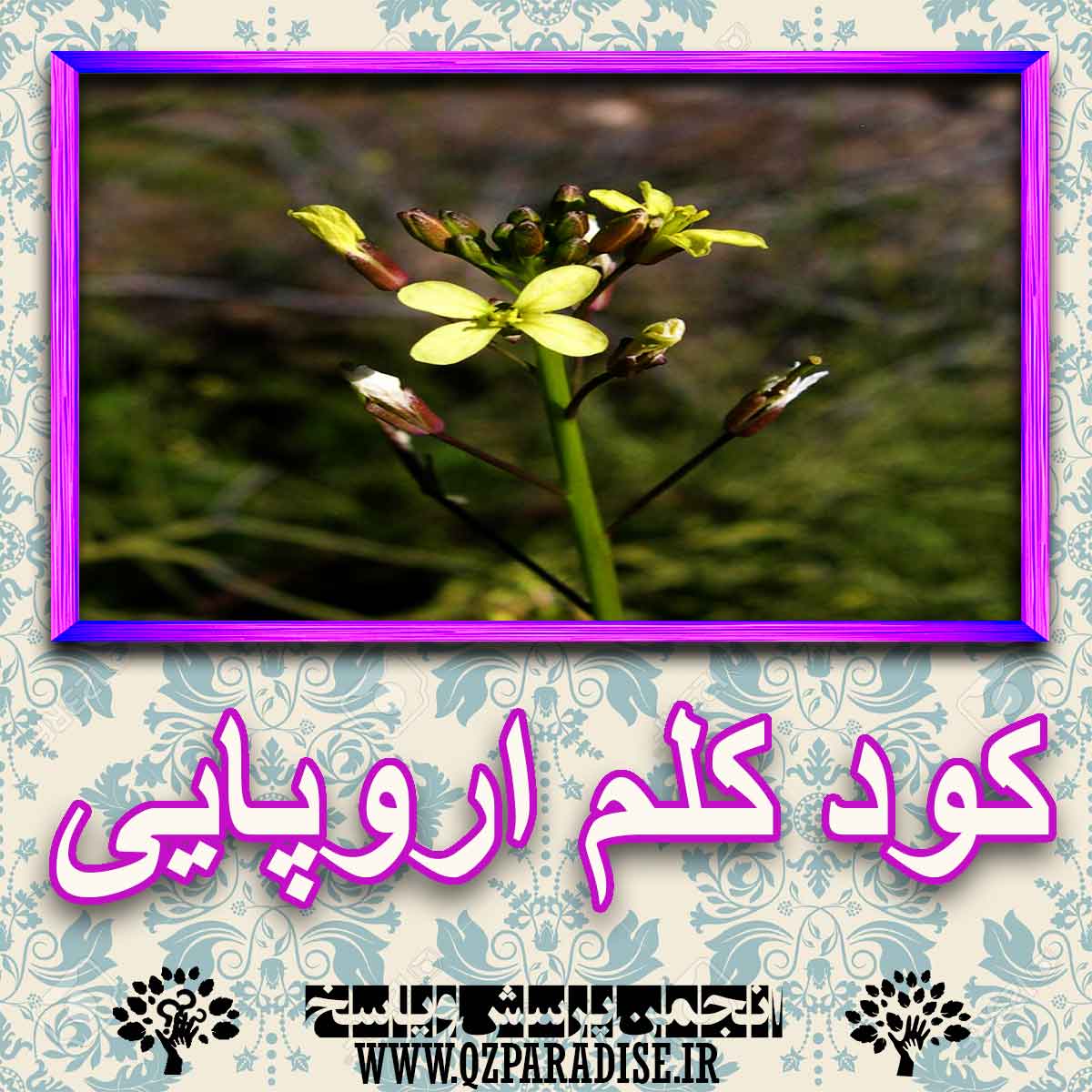 خواص استفاده از کود کلم اروپایی را شرح دهید ؟ 3cfe4309d5834c2c90d763ada6145f8a7a4c666f 227 - خواص استفاده از کود کلم اروپایی را شرح دهید ؟