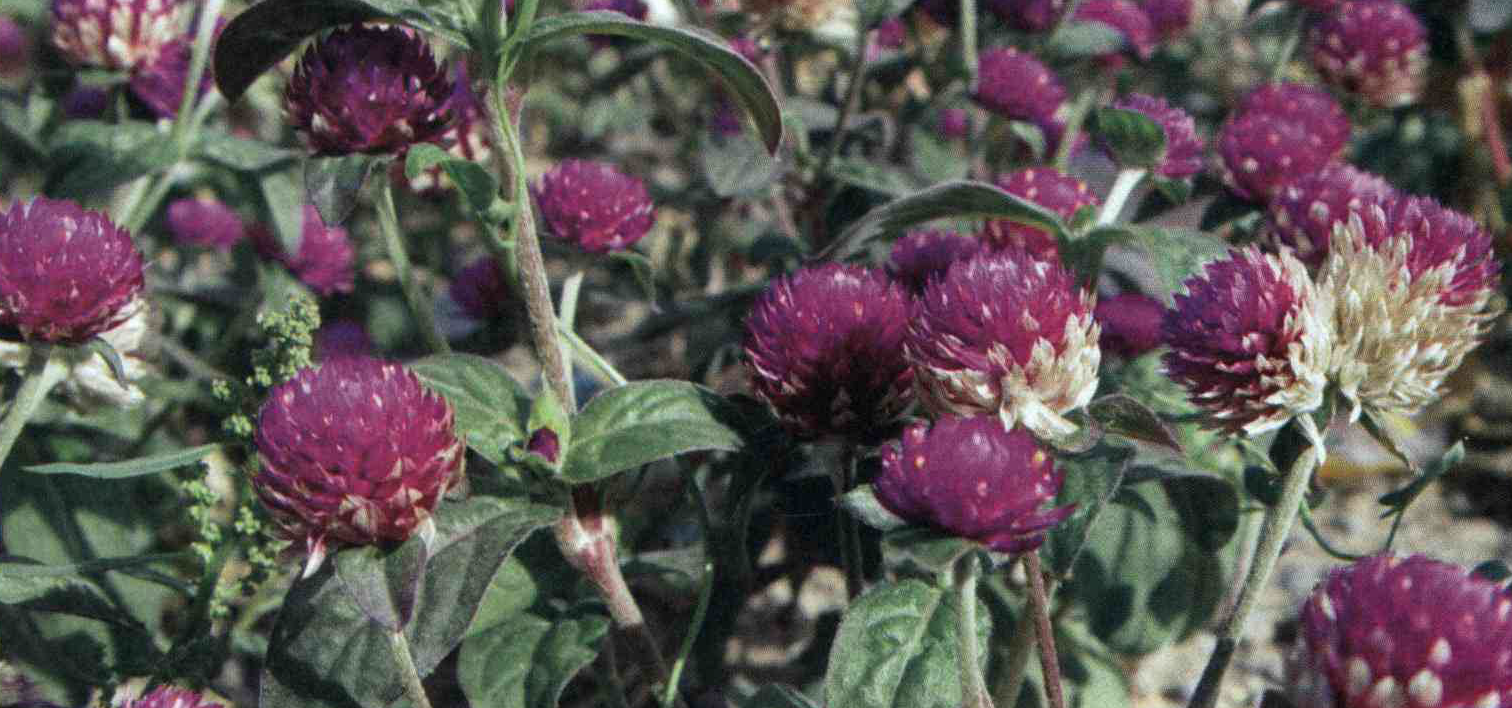 3d75724943c967e0b96adc0d33162eda7cfc4491 14 - خواص استفاده از کود گیاه تکمه ای را شرح دهید ؟